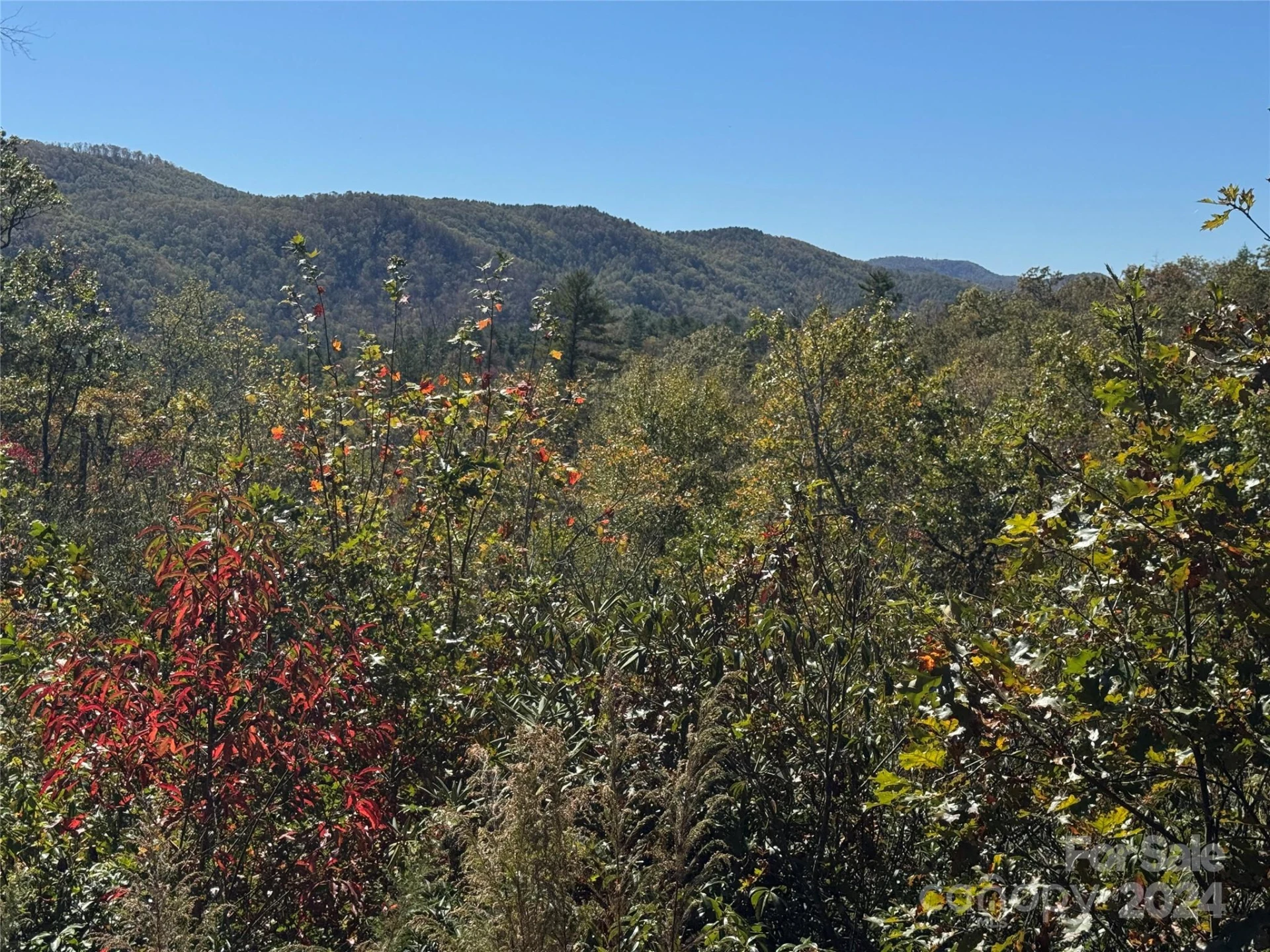 667 Laurel Thicket Lane - Photo 4