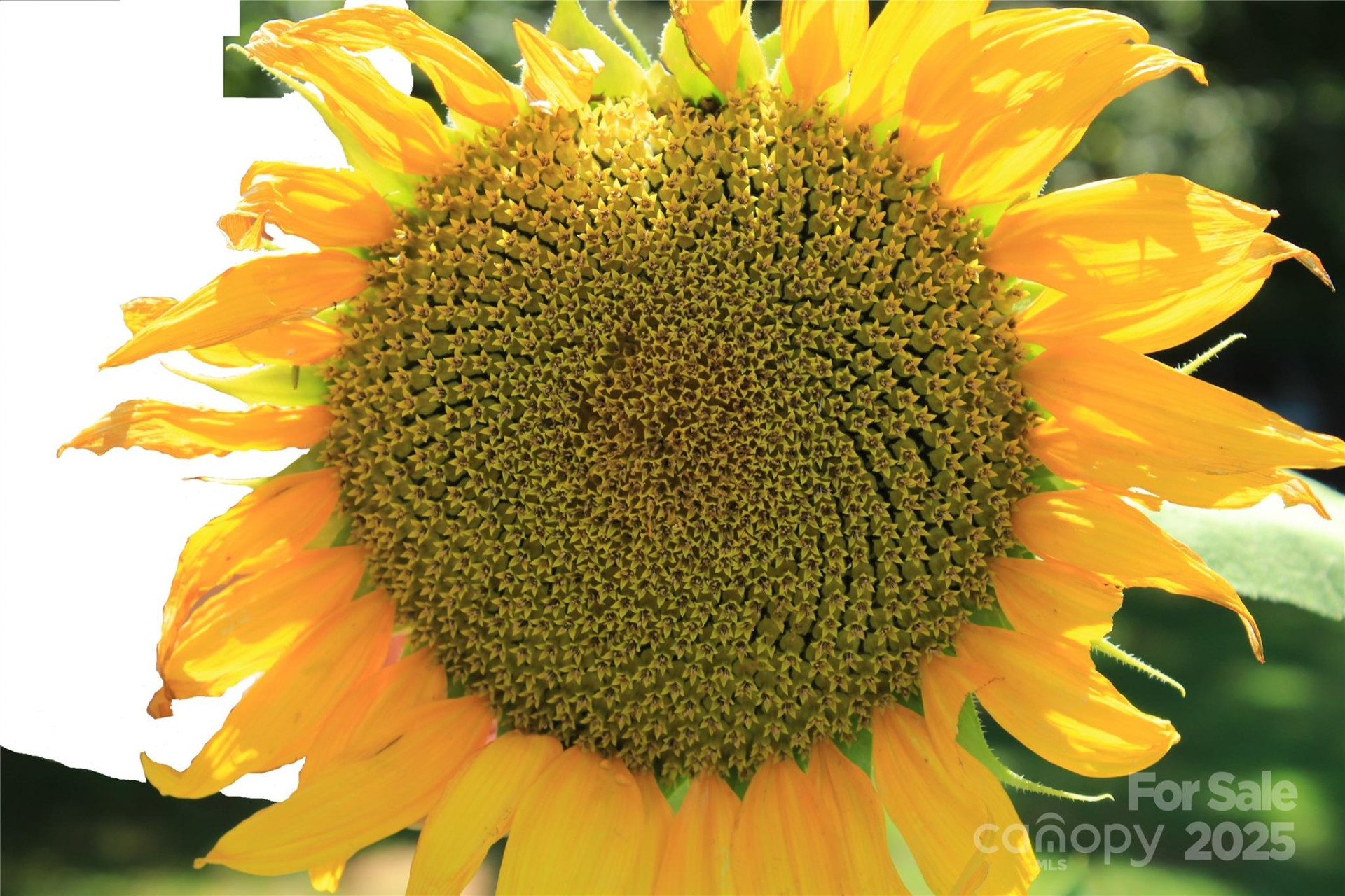 282 Reagan Lane - Photo 34