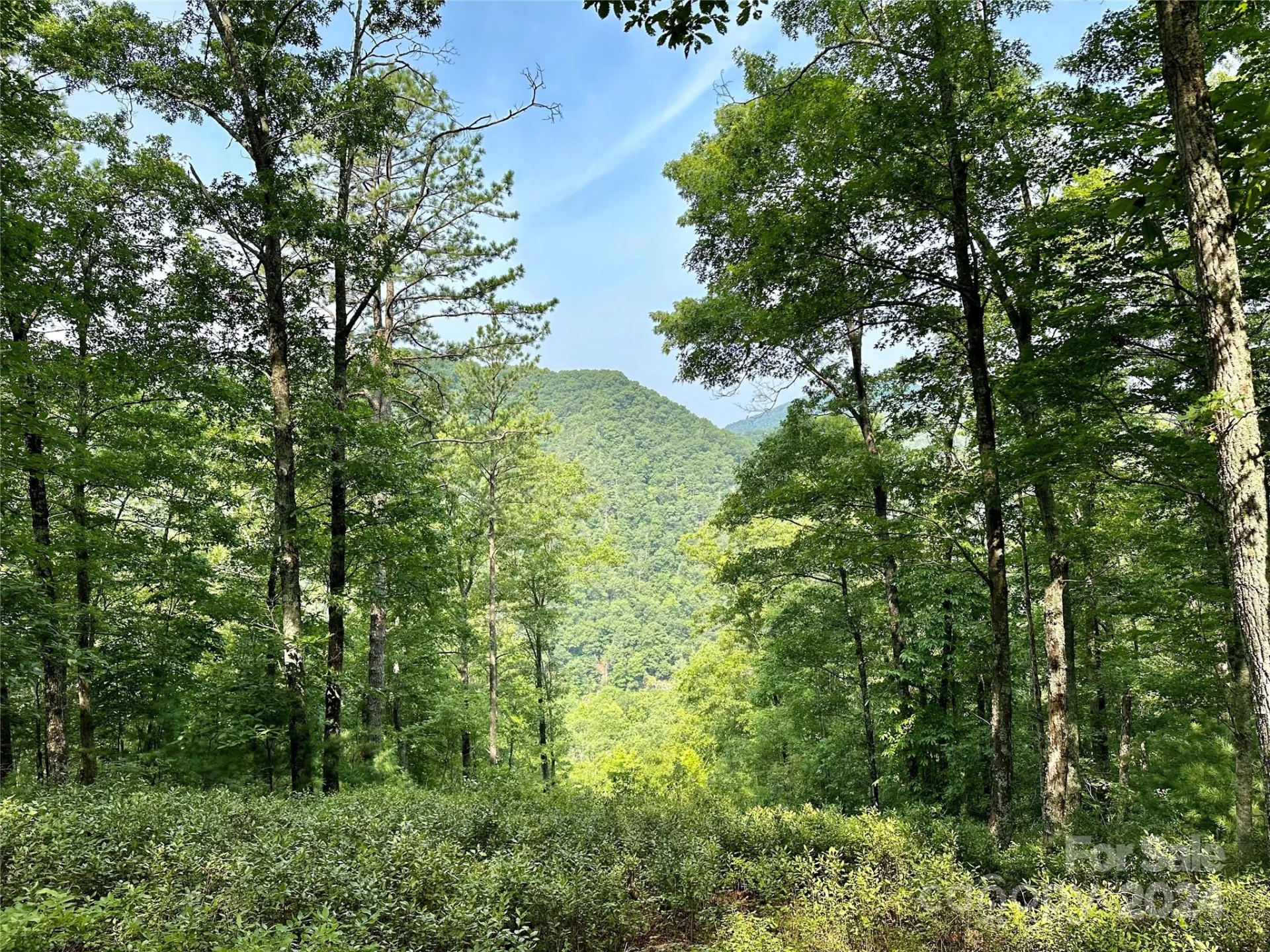 151 Wild Turkey Loop #29