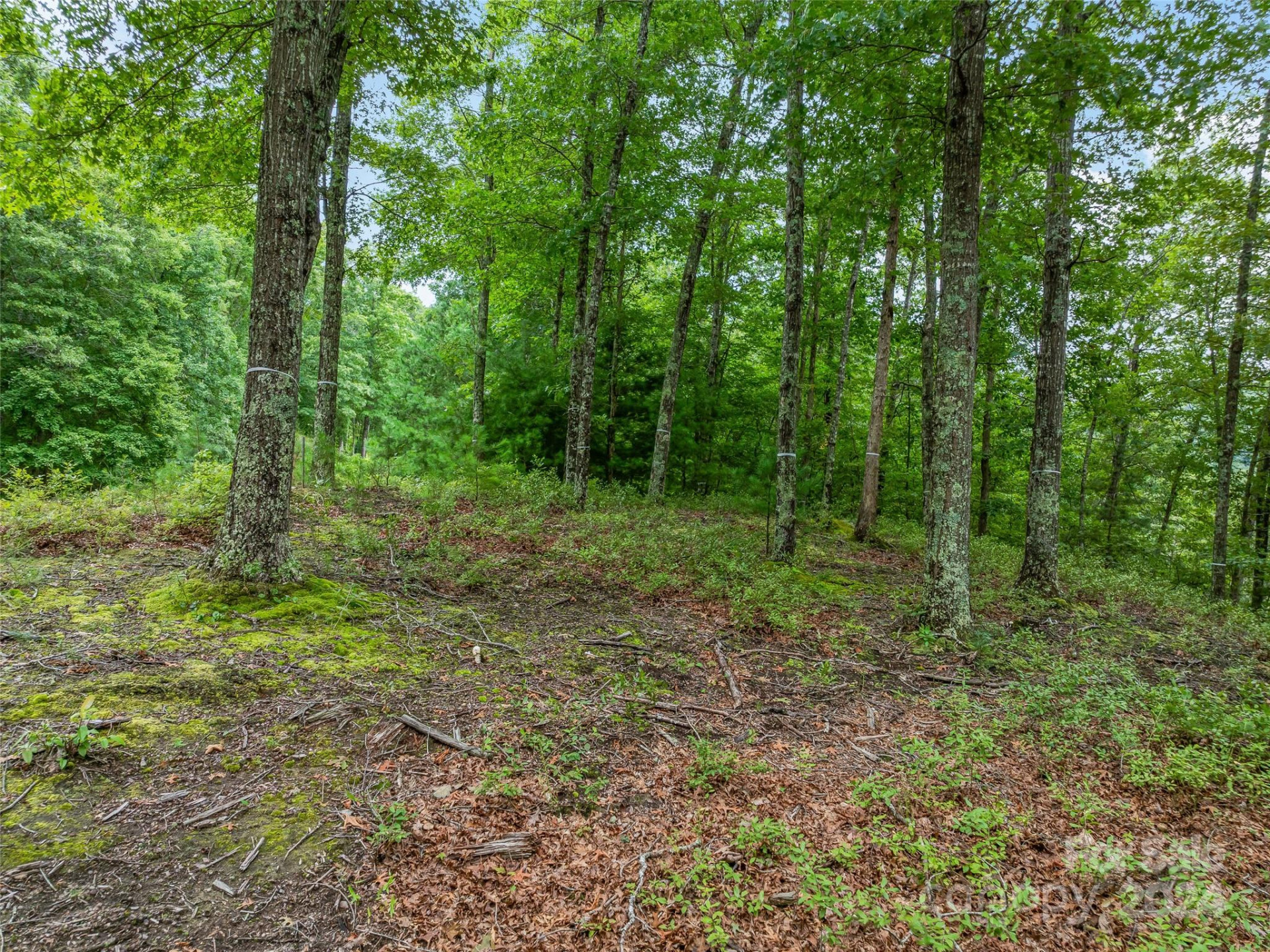 4155 French Broad Parkway - Photo 4