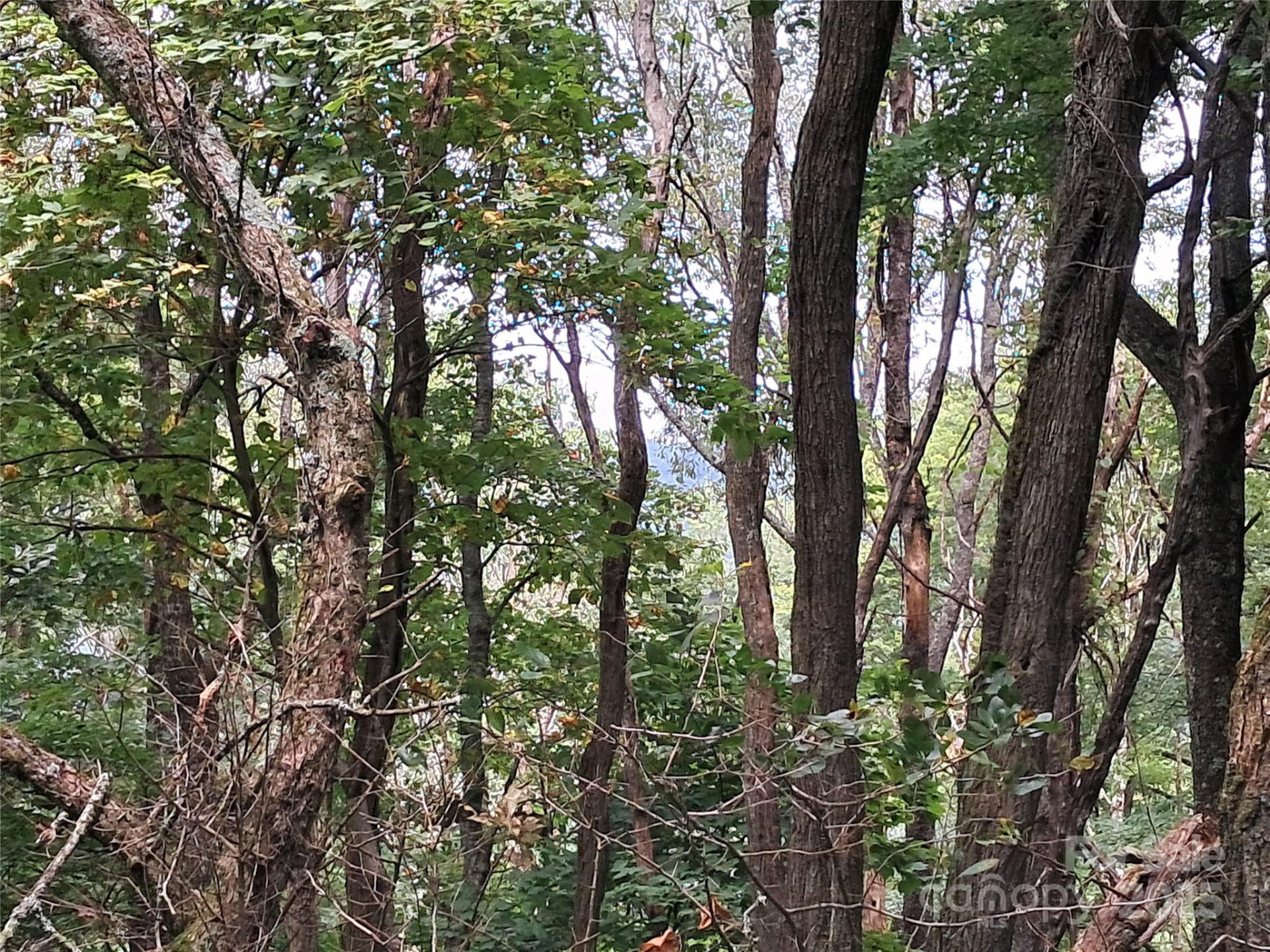 00 Hurricane Ridge Trace #53 - Photo 11