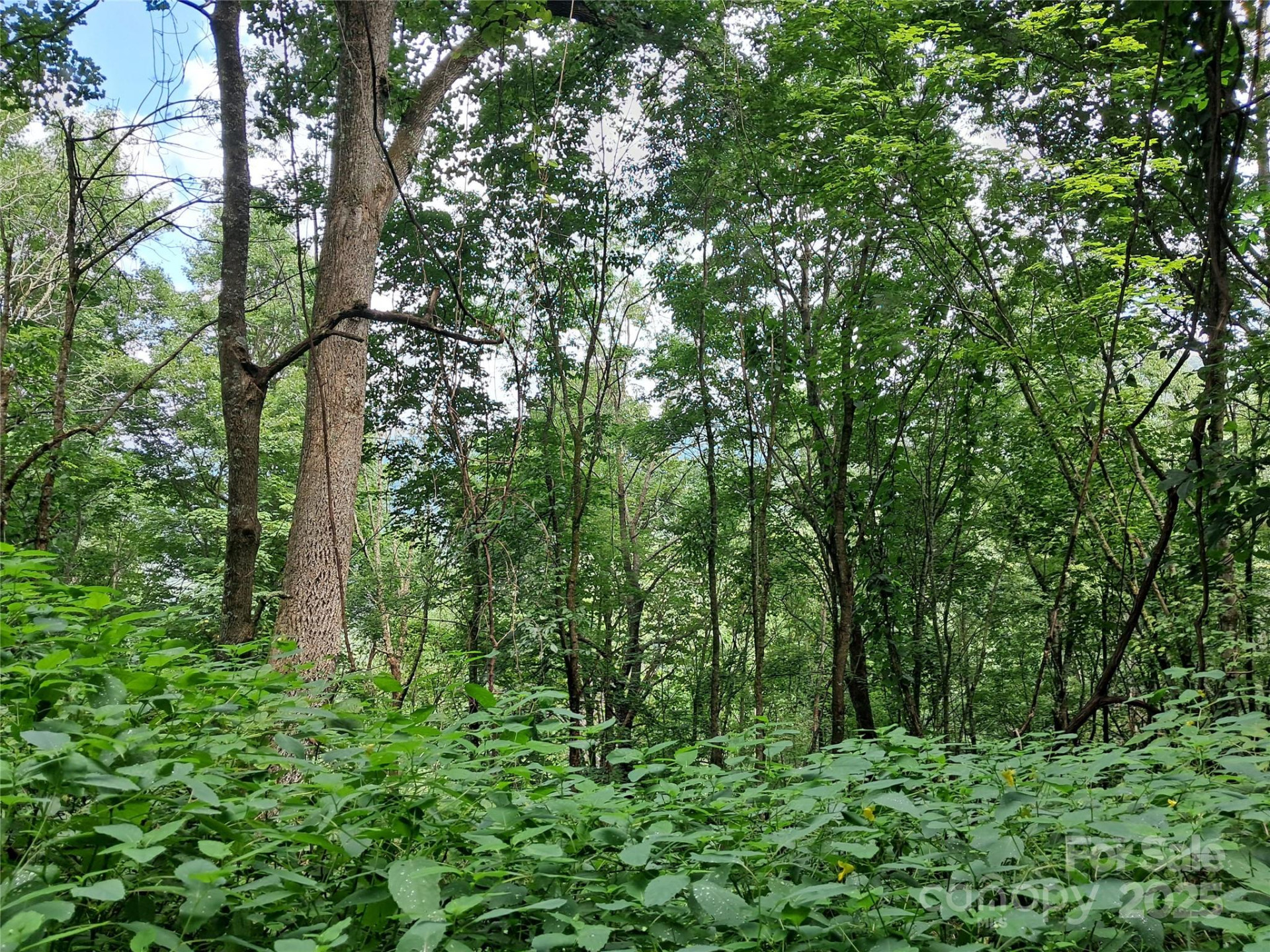 00 Hurricane Ridge Trace #53 - Photo 13