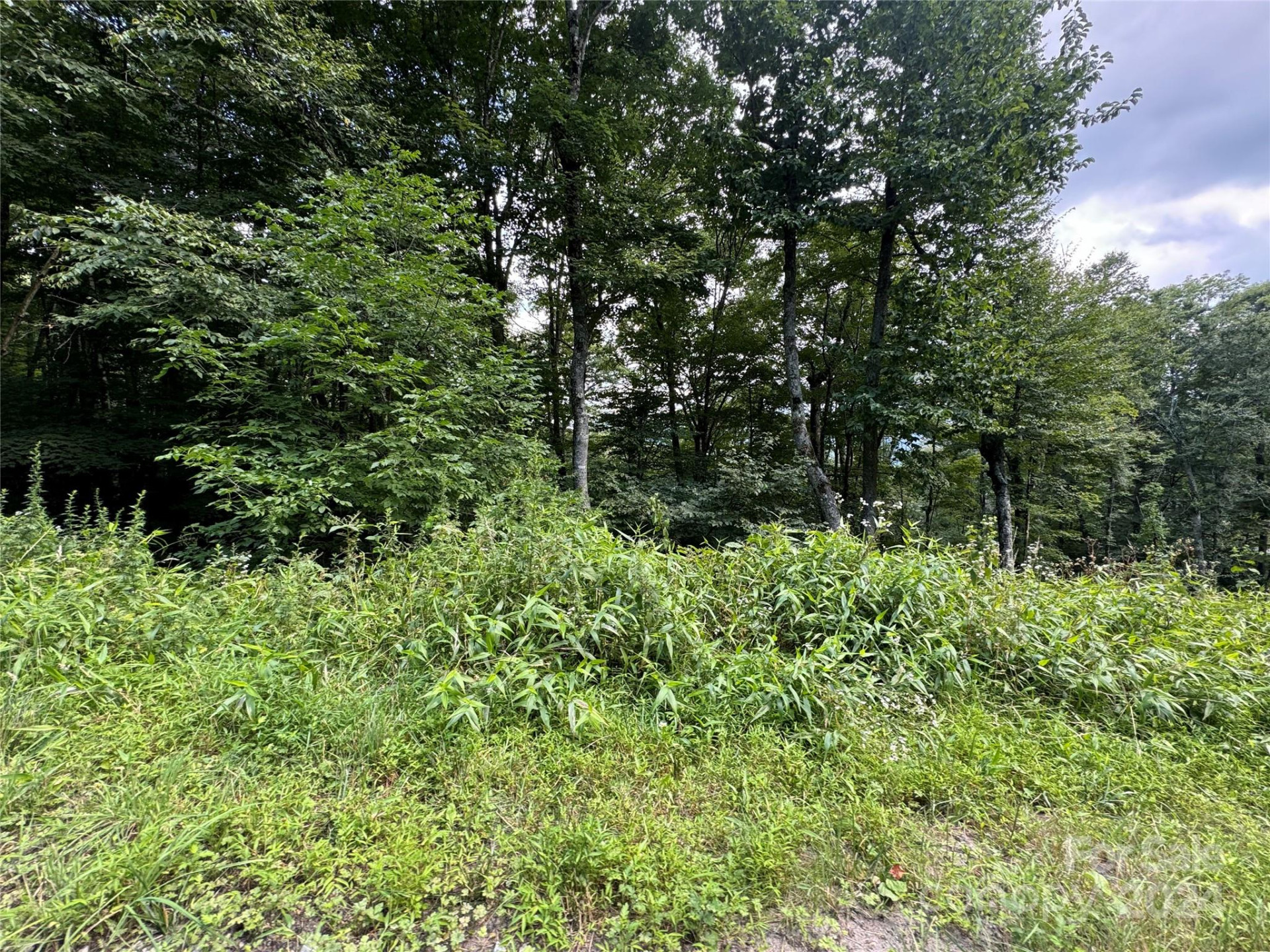 227 Birch Springs Lane - Photo 3