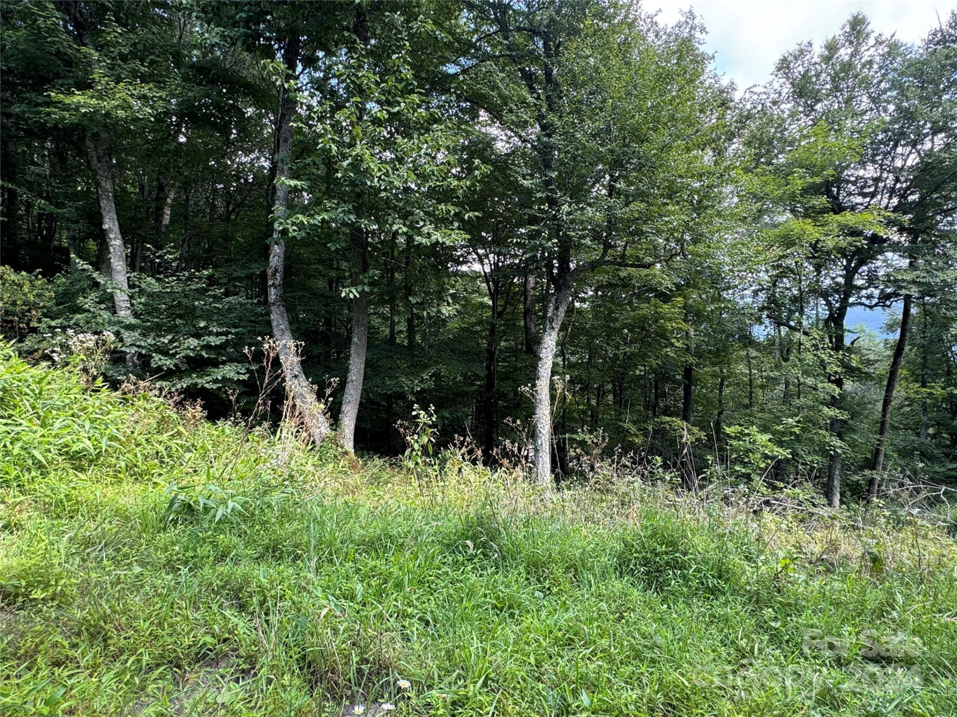 227 Birch Springs Lane - Photo 4