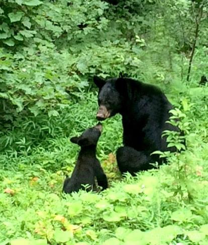 17 Wood Haven Lane #111 - Photo 12