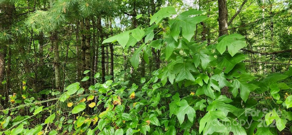 00000 Barebridge Drive #9 - Photo 5