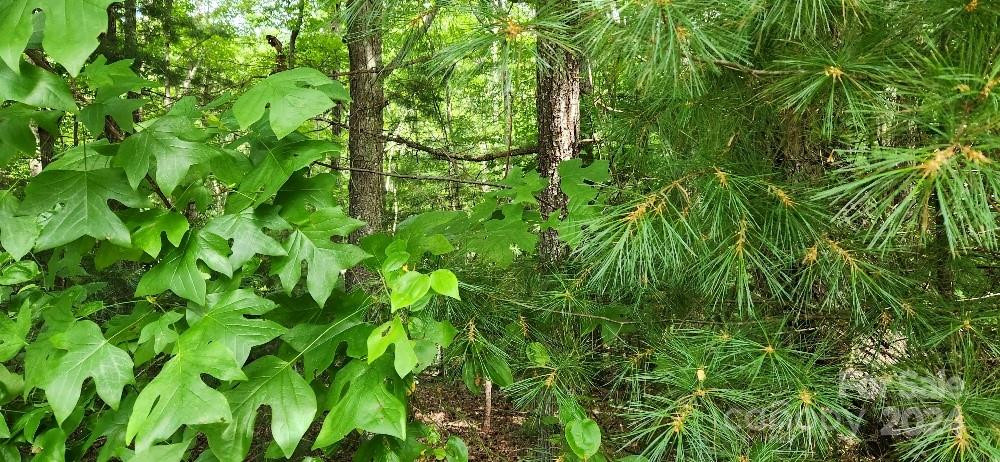 00000 Barebridge Drive #9 - Photo 6