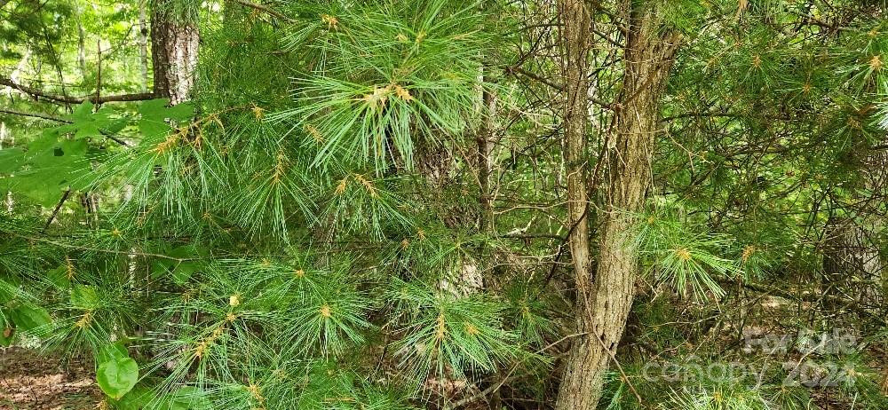 00000 Barebridge Drive #9 - Photo 7