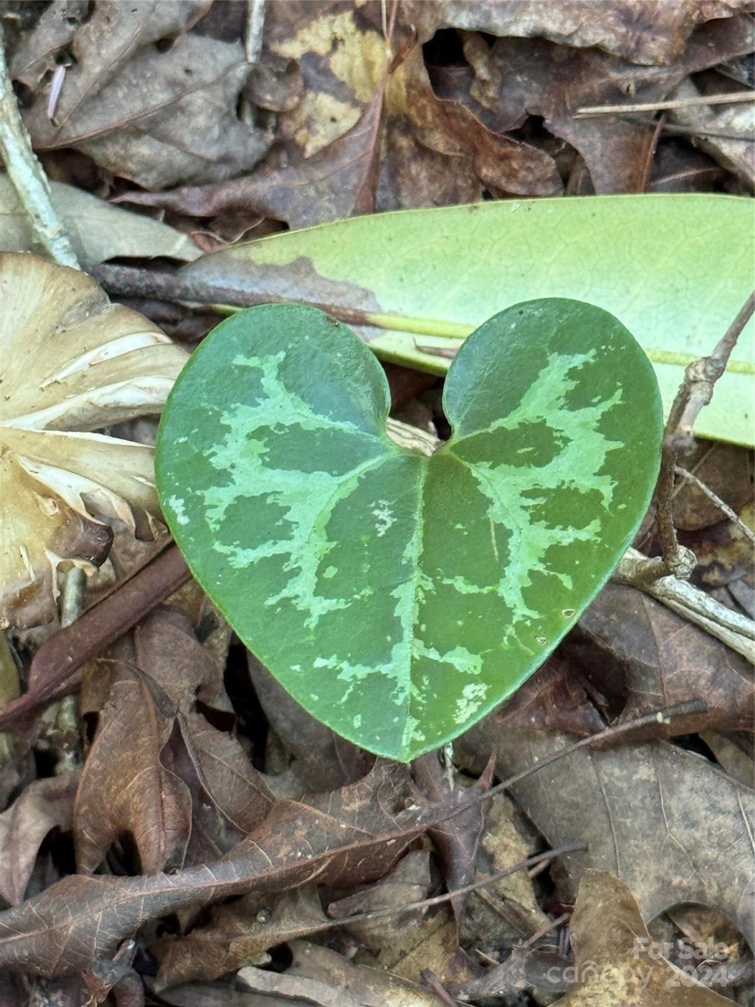 63 Cherry Cove Lane #3 - Photo 21