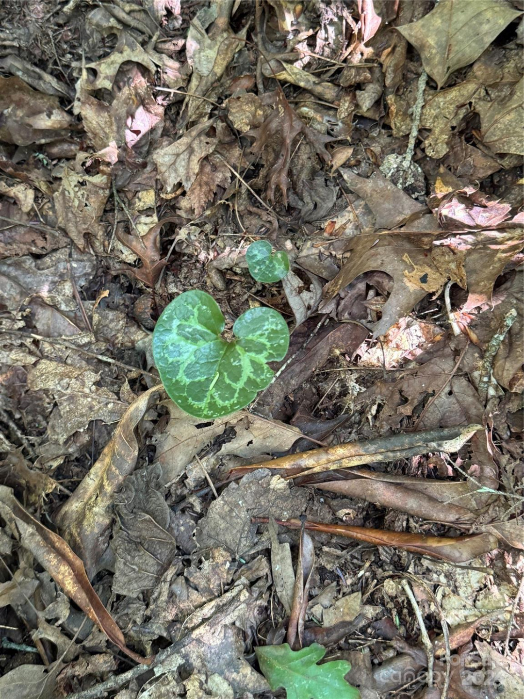 63 Cherry Cove Lane #3 - Photo 22