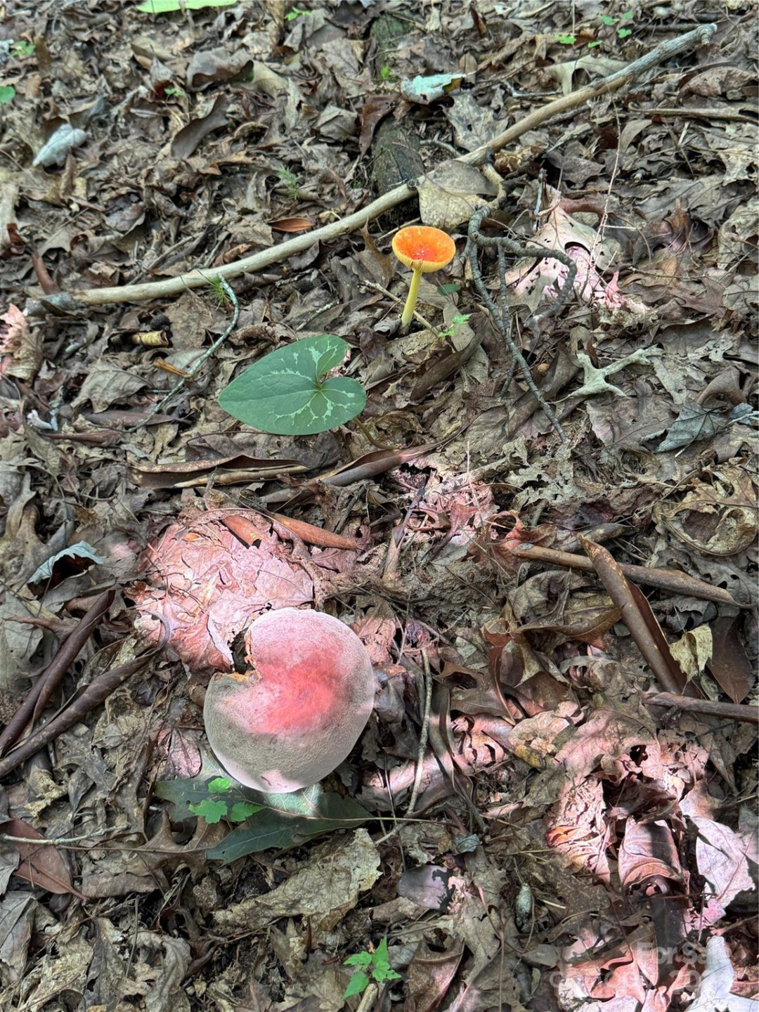 63 Cherry Cove Lane #3 - Photo 23