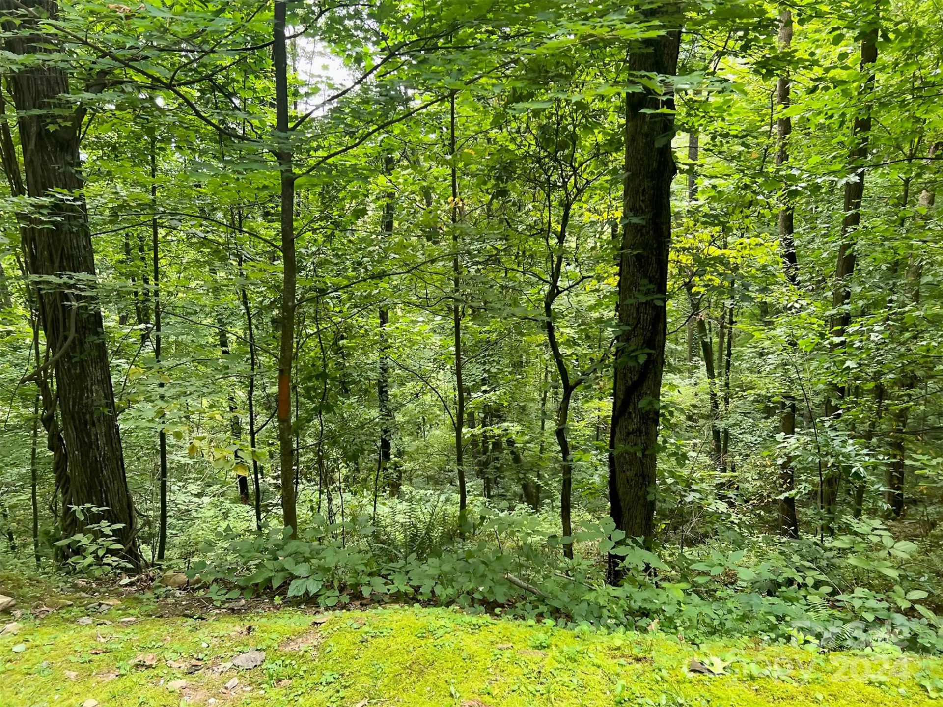 0000 Brigham Drive - Photo 6