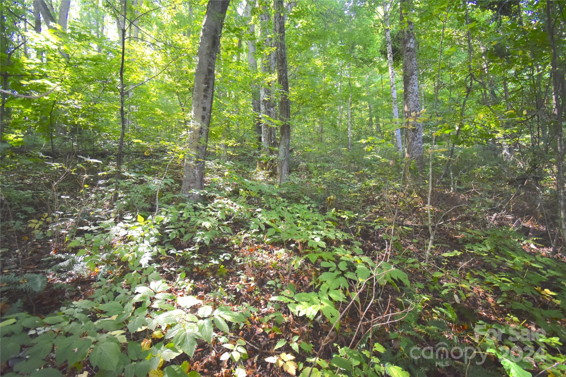 0 Alex Trail - Photo 12