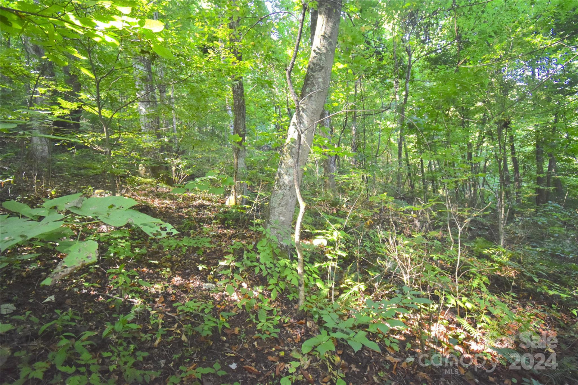 0 Alex Trail - Photo 9