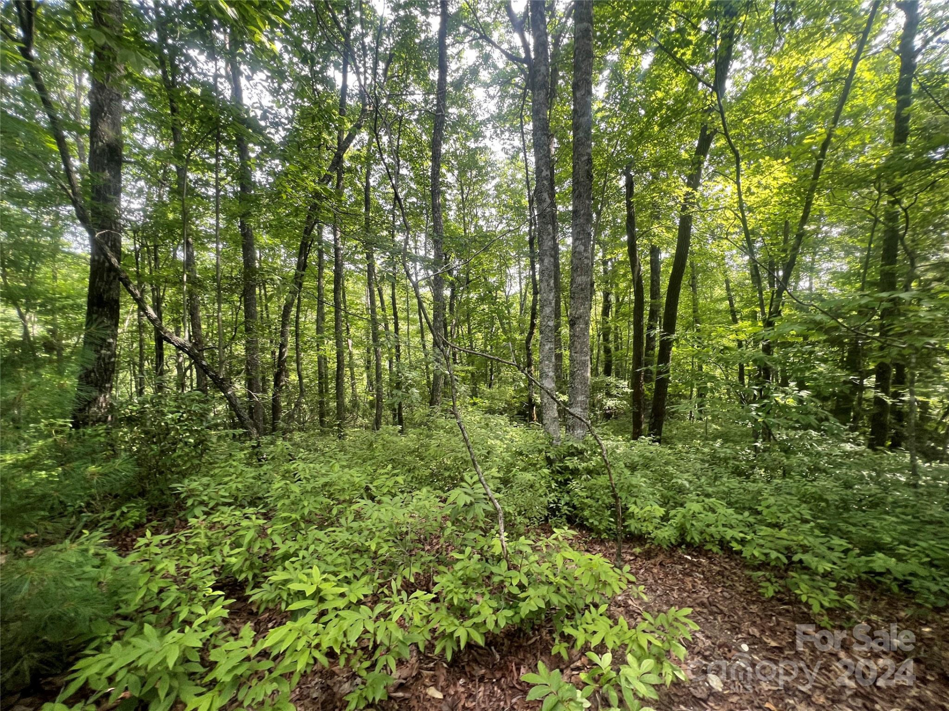 000 Laurel Thicket Lane - Photo 2