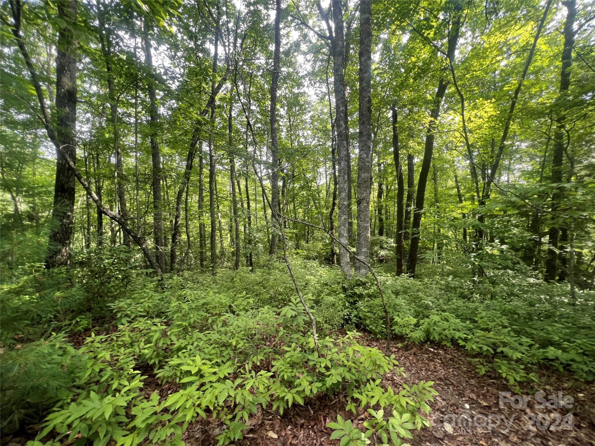 000 Laurel Thicket Lane - Photo 2