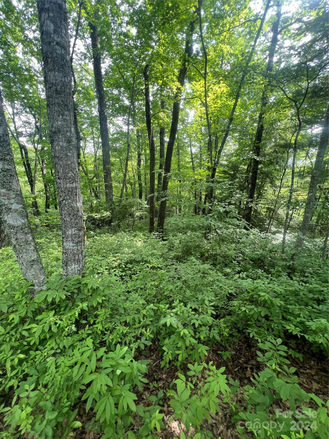 000 Laurel Thicket Lane - Photo 13