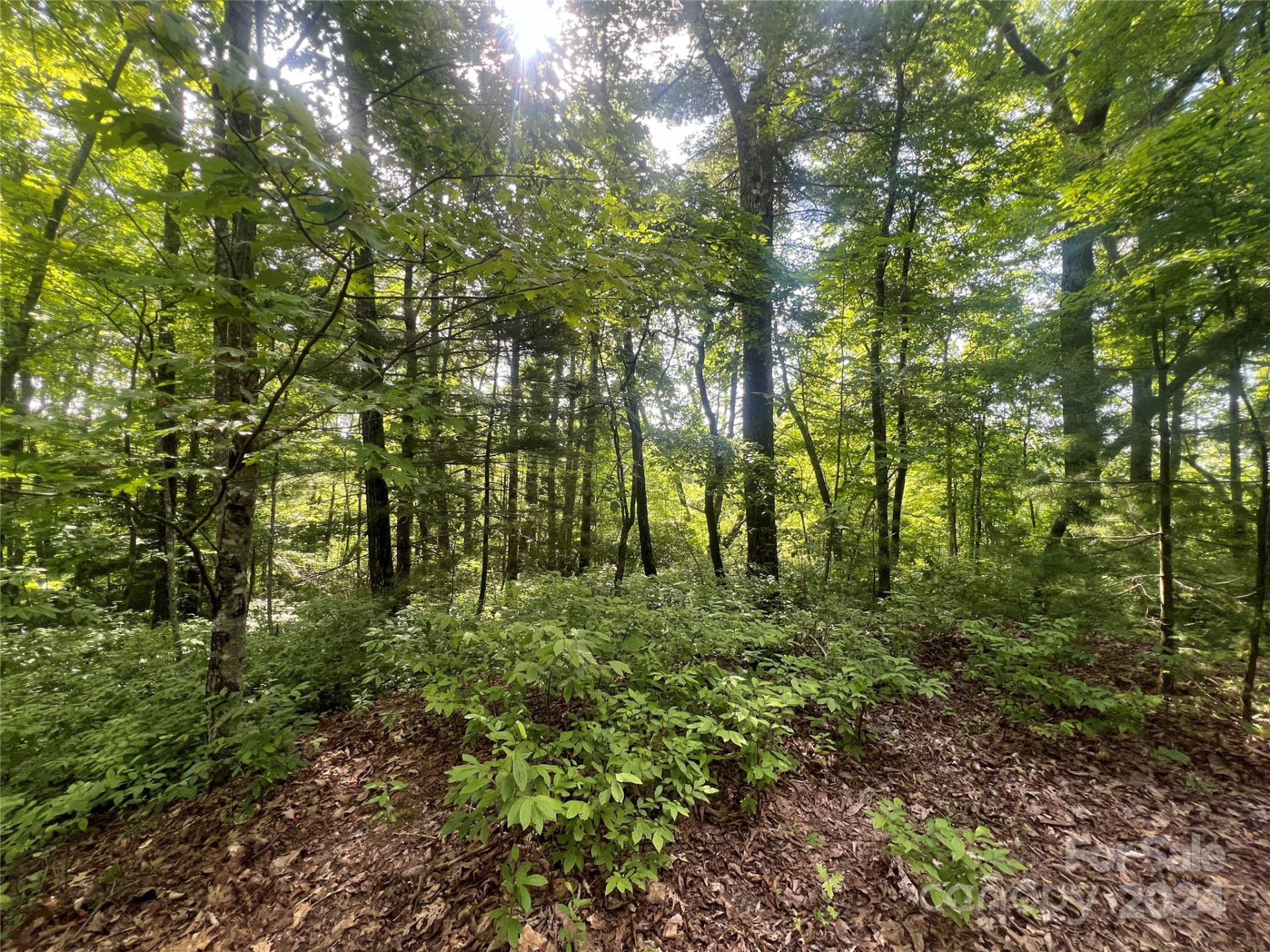 000 Laurel Thicket Lane - Photo 3