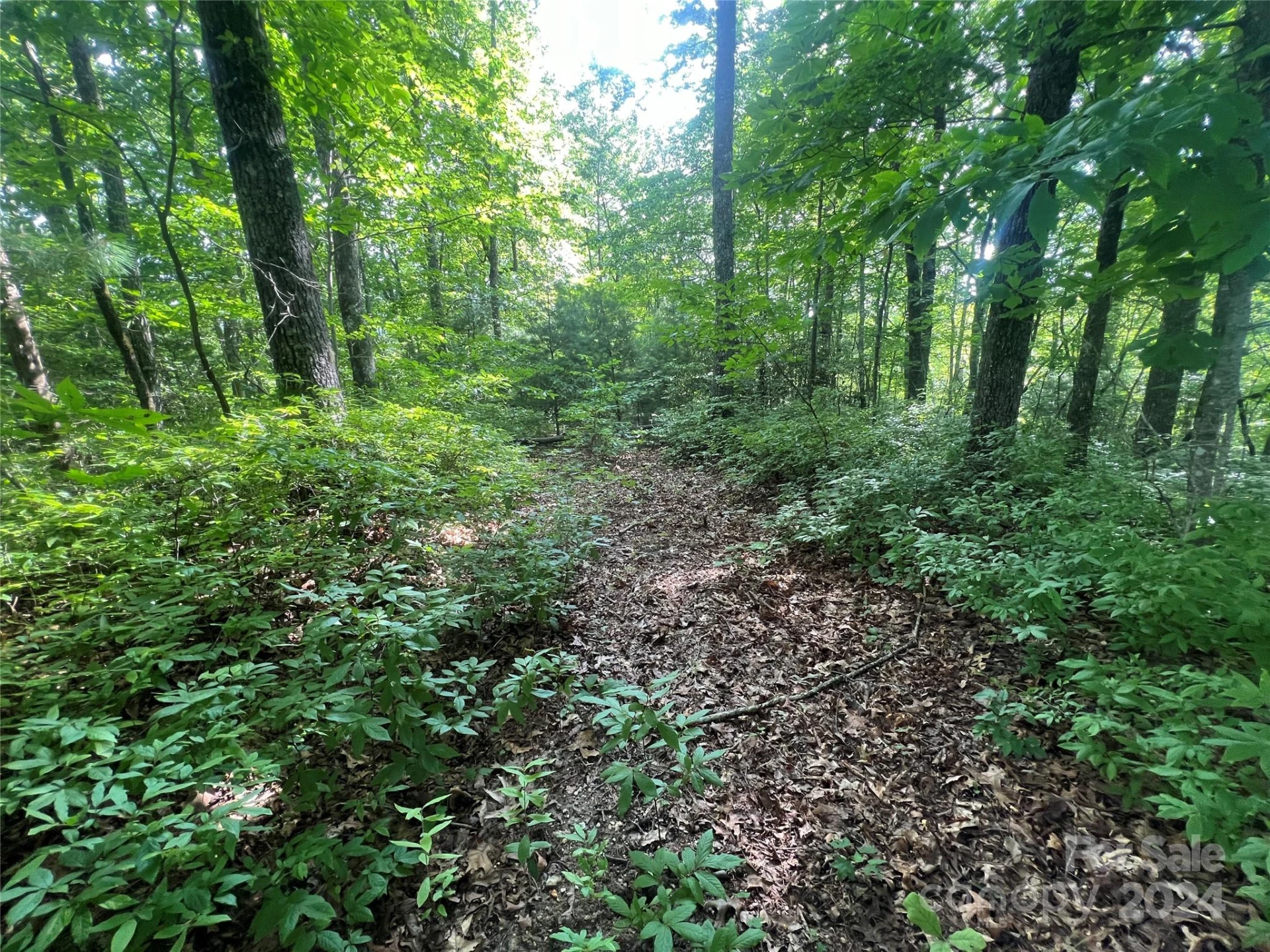 000 Laurel Thicket Lane - Photo 7