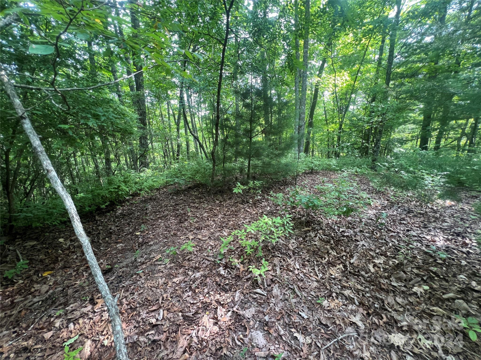 000 Laurel Thicket Lane - Photo 9
