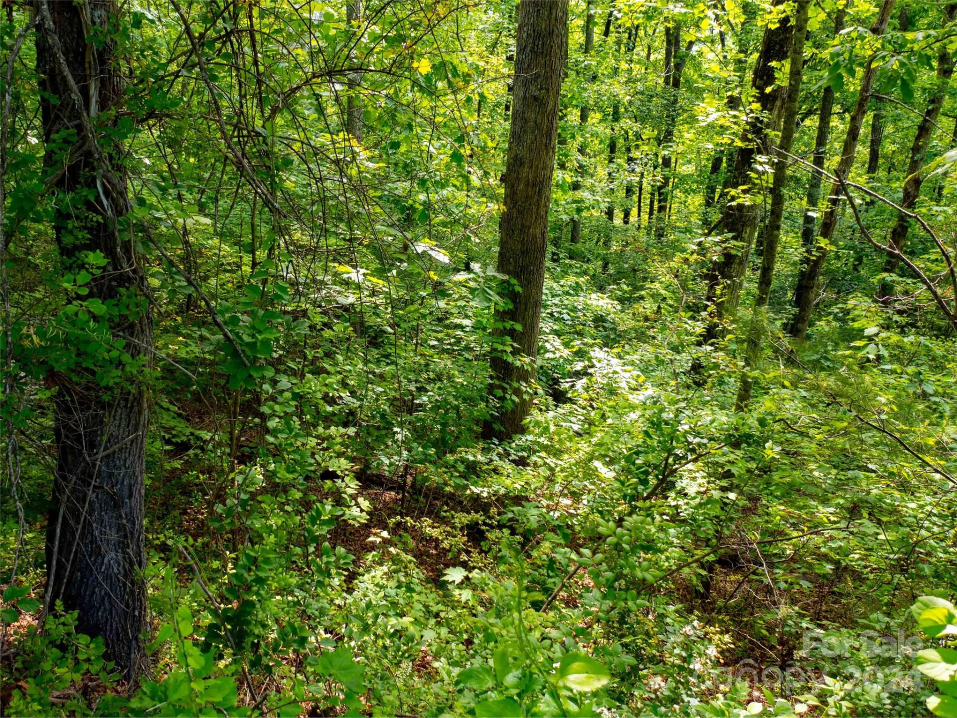 166 Chattooga Run #293 - Photo 13