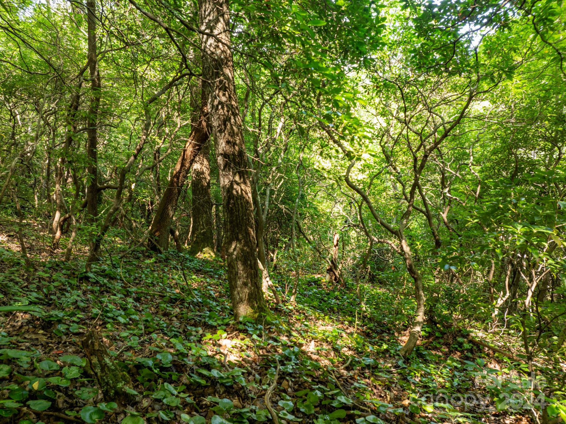 Lot 25 Panther Mountain Road #CVN-CVN-025 - Photo 16