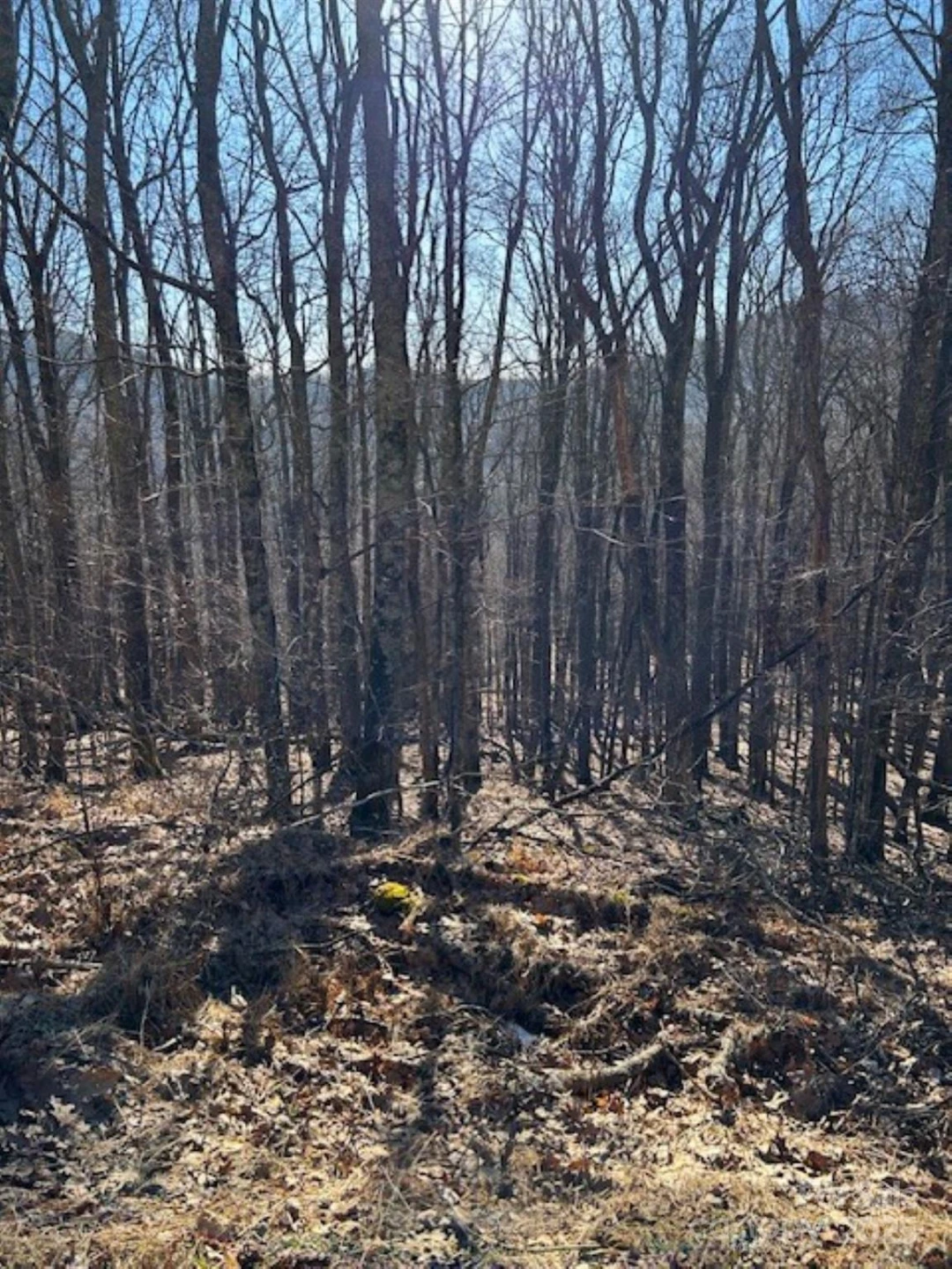 337 Hamlin Lane #96 - Photo 2