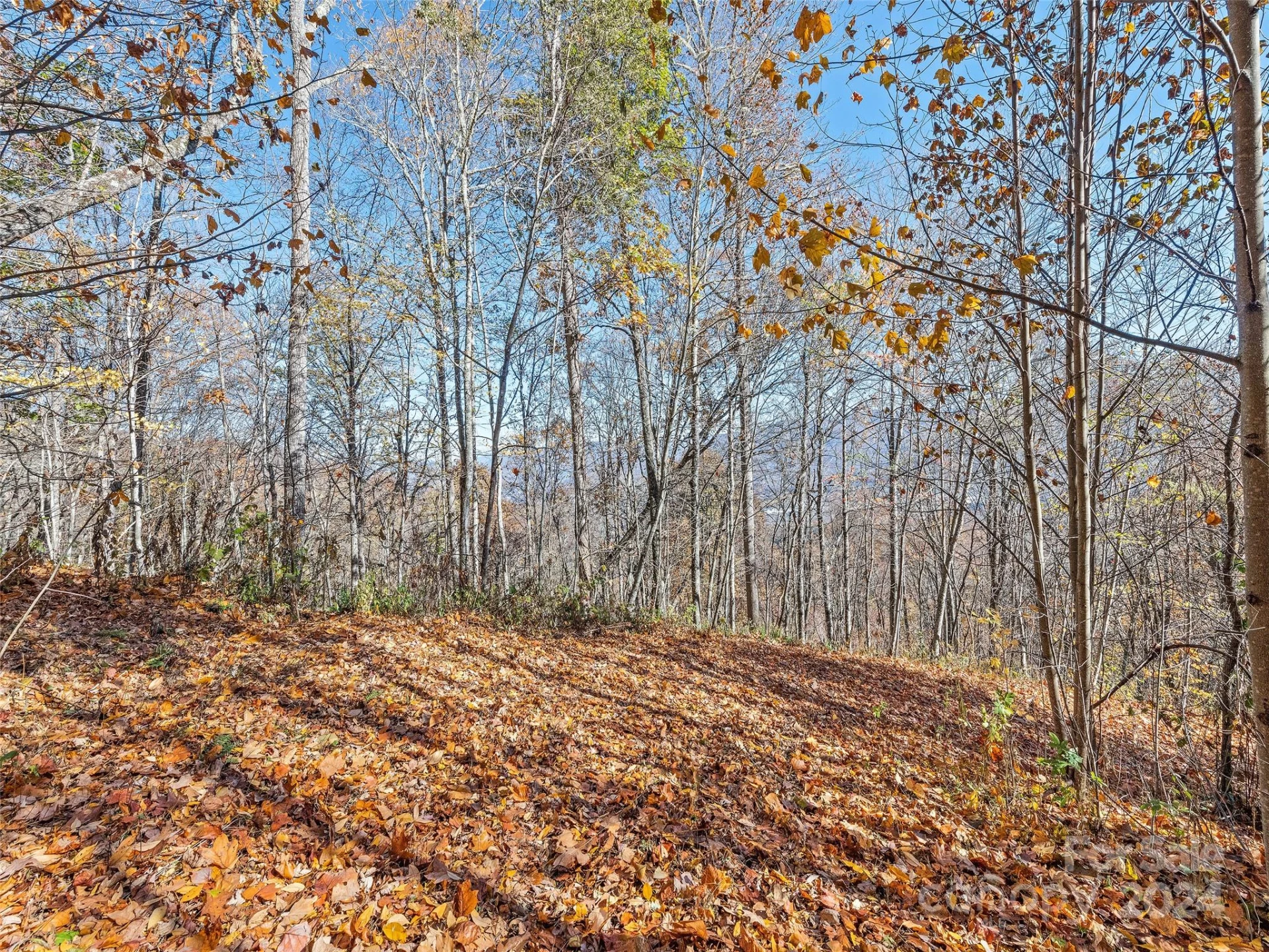 83.69 Acres Hummingbird Lane - Photo 11