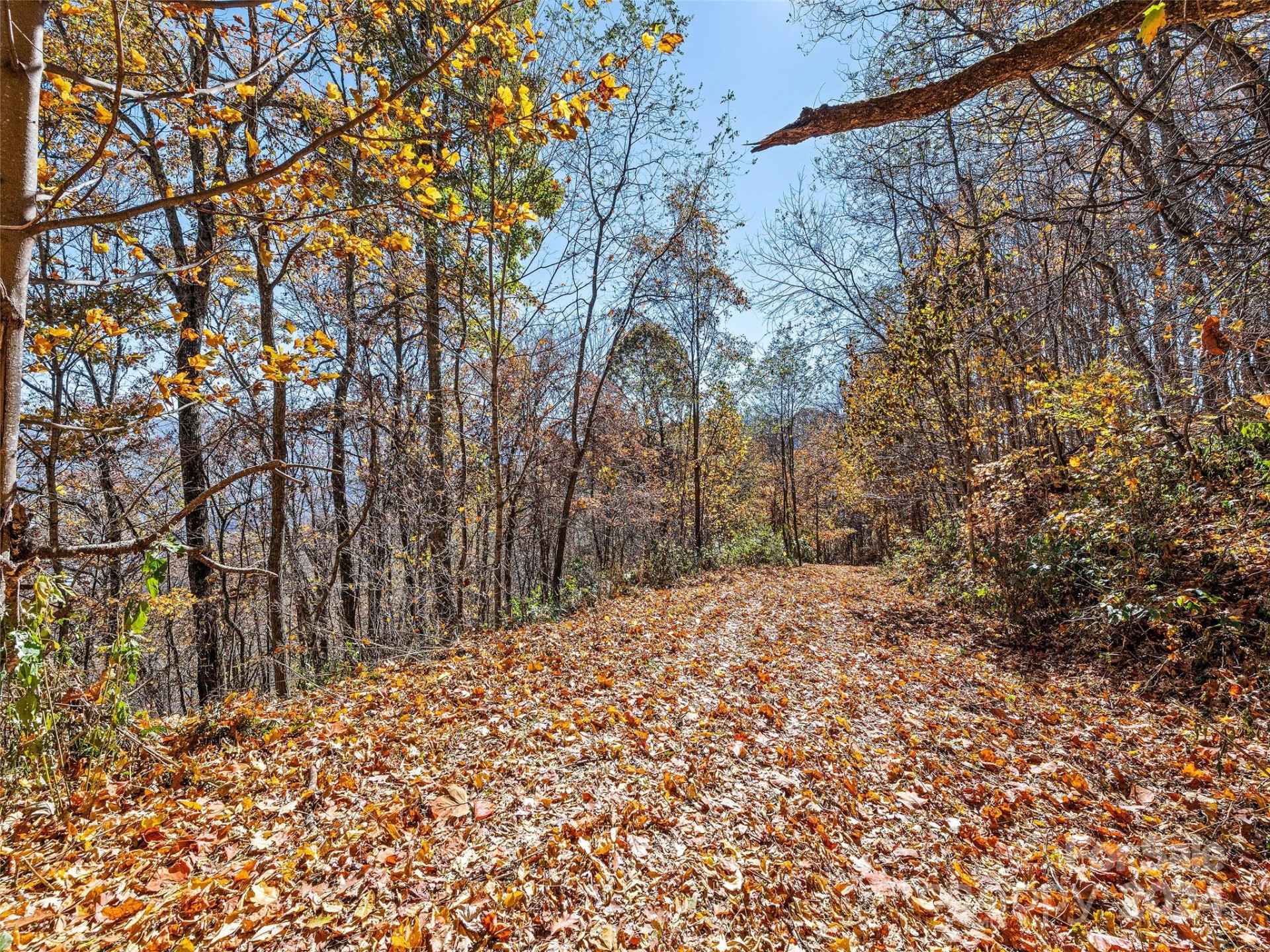 83.69 Acres Hummingbird Lane - Photo 7