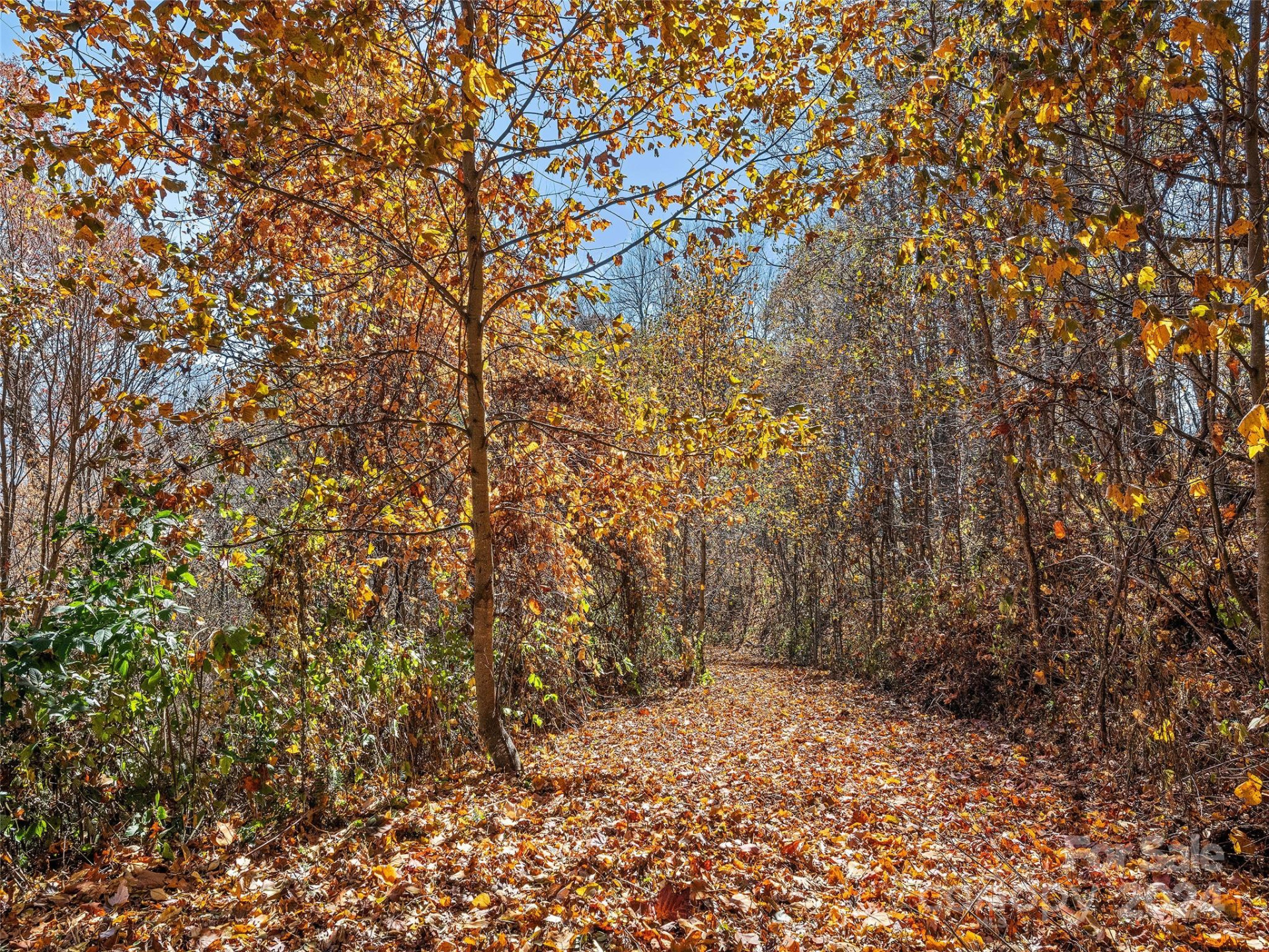 83.69 Acres Hummingbird Lane - Photo 9