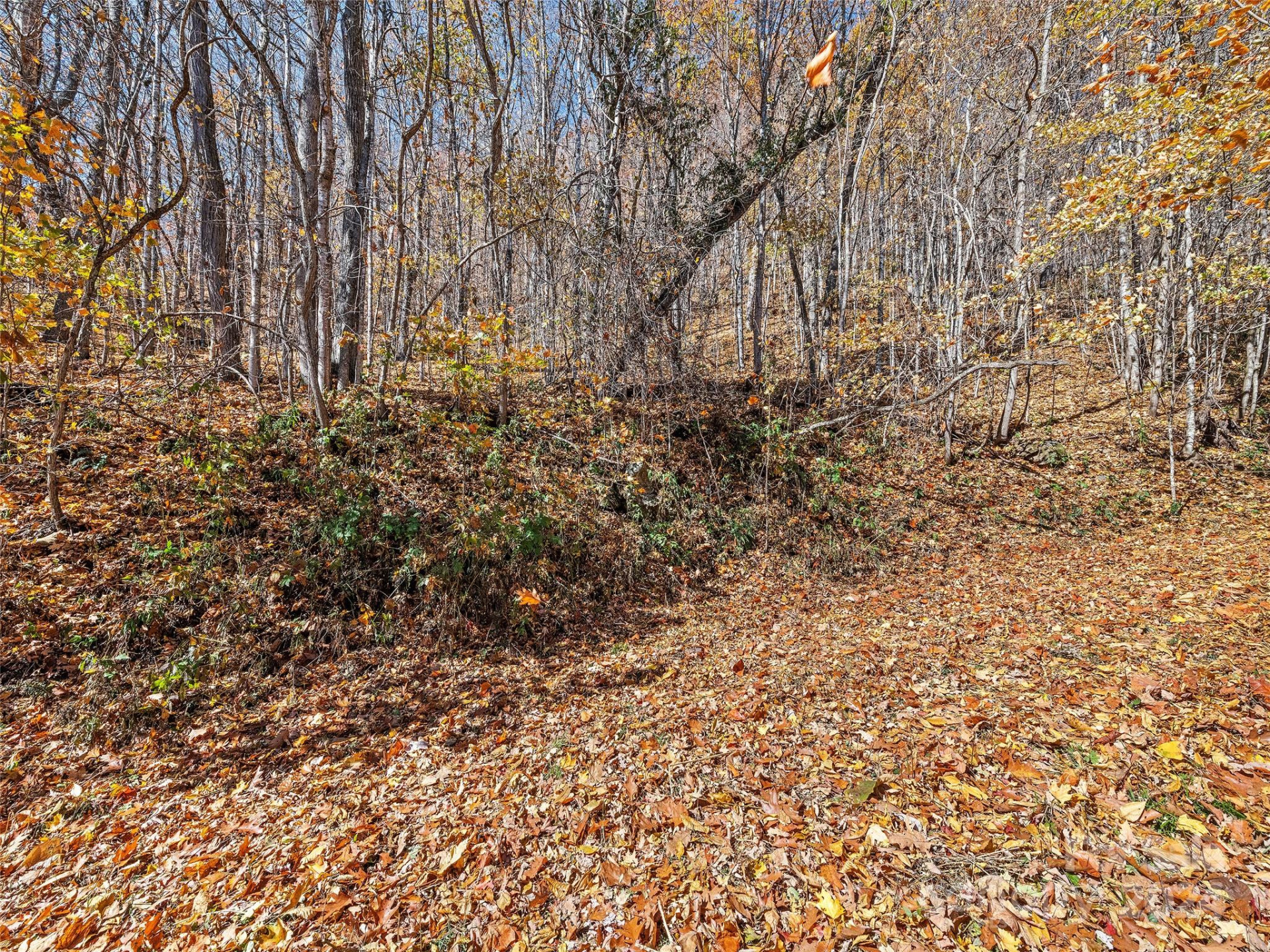 83.69 Acres Hummingbird Lane - Photo 10