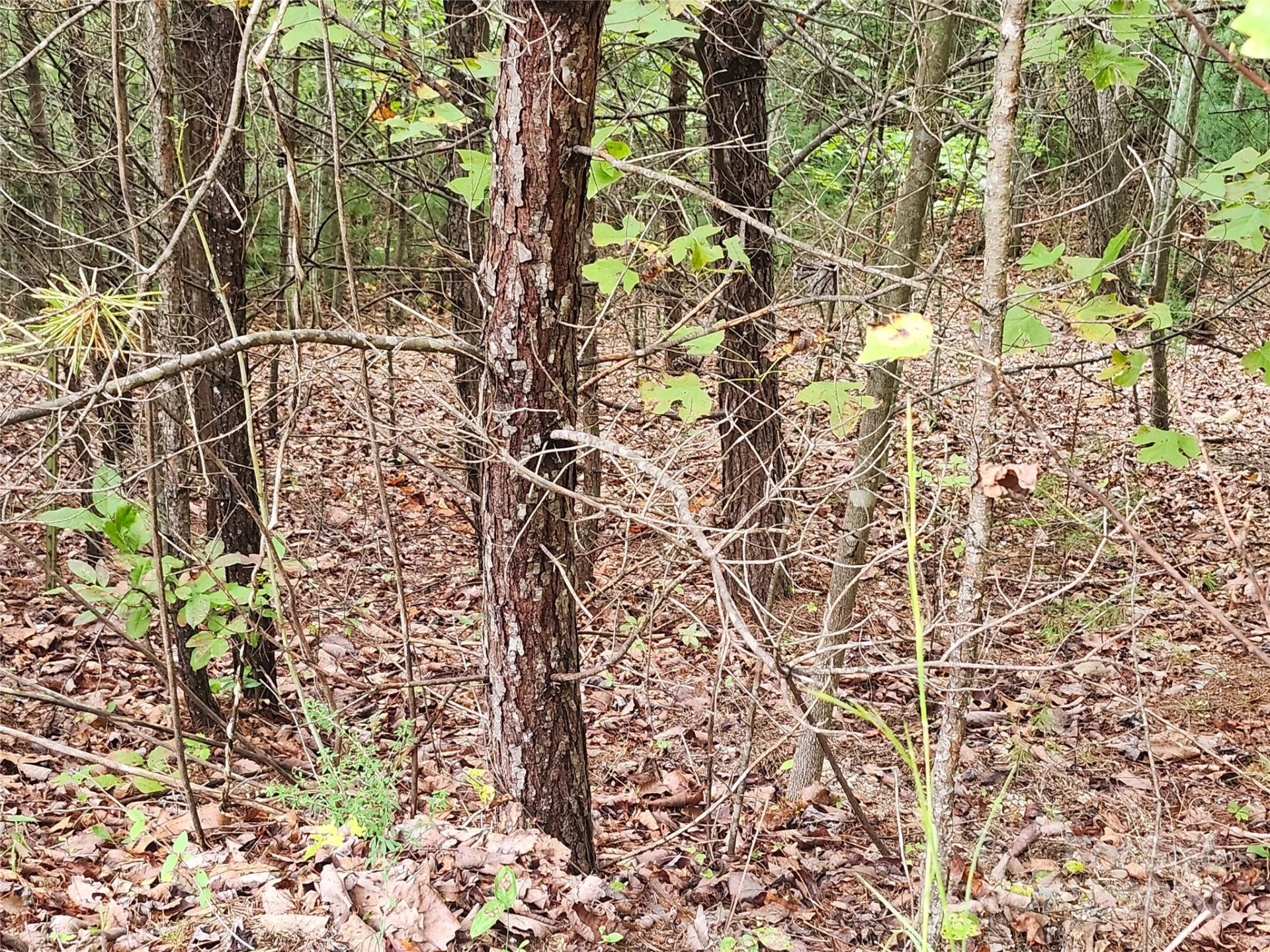 Lot 104 Boysenberry Drive - Photo 2