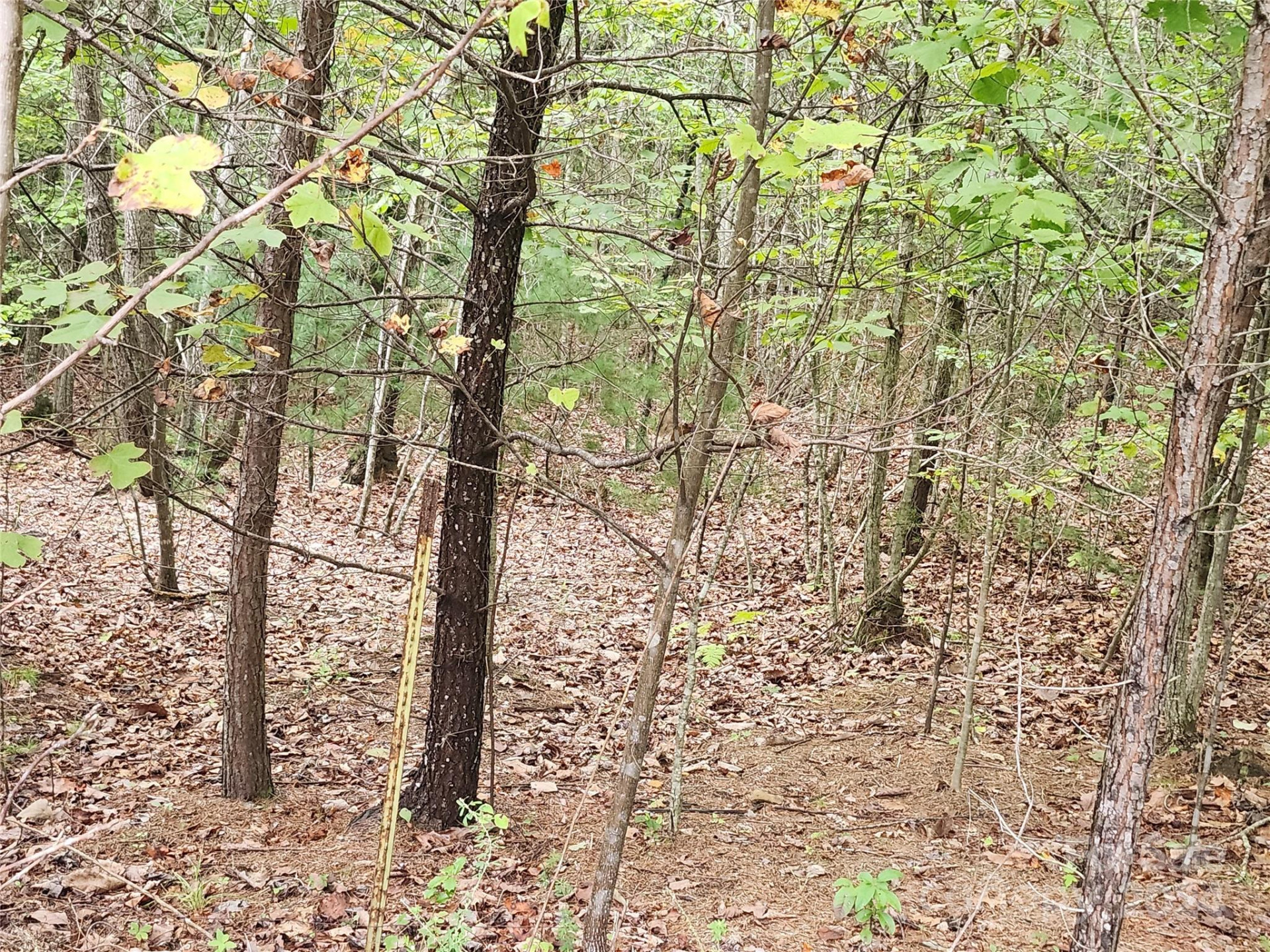 Lot 104 Boysenberry Drive - Photo 3