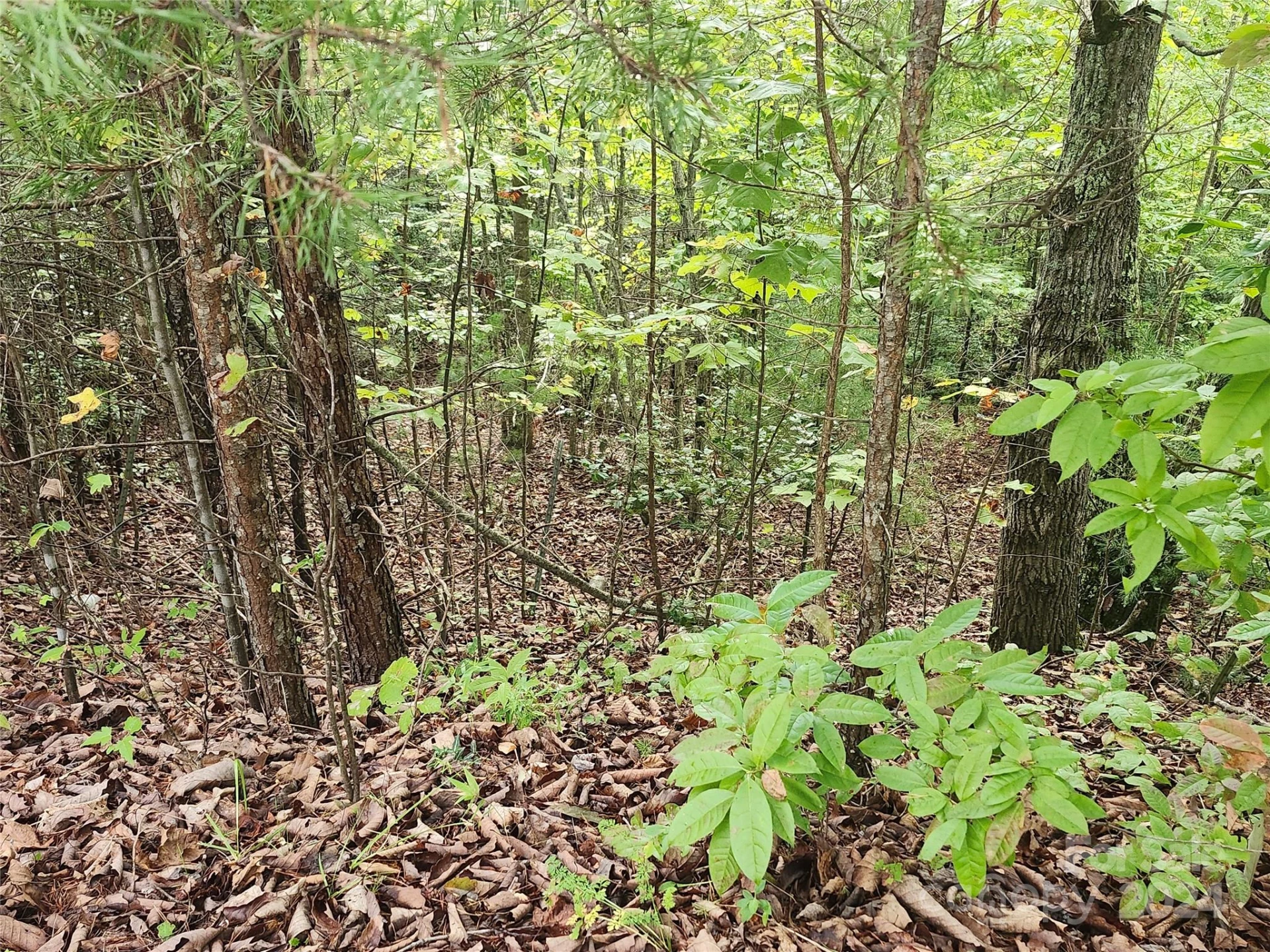 Lot 104 Boysenberry Drive - Photo 4