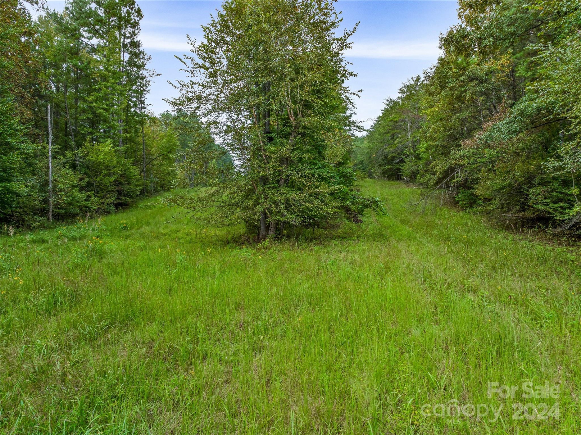 +/- 53 acres John Watson Road - Photo 6