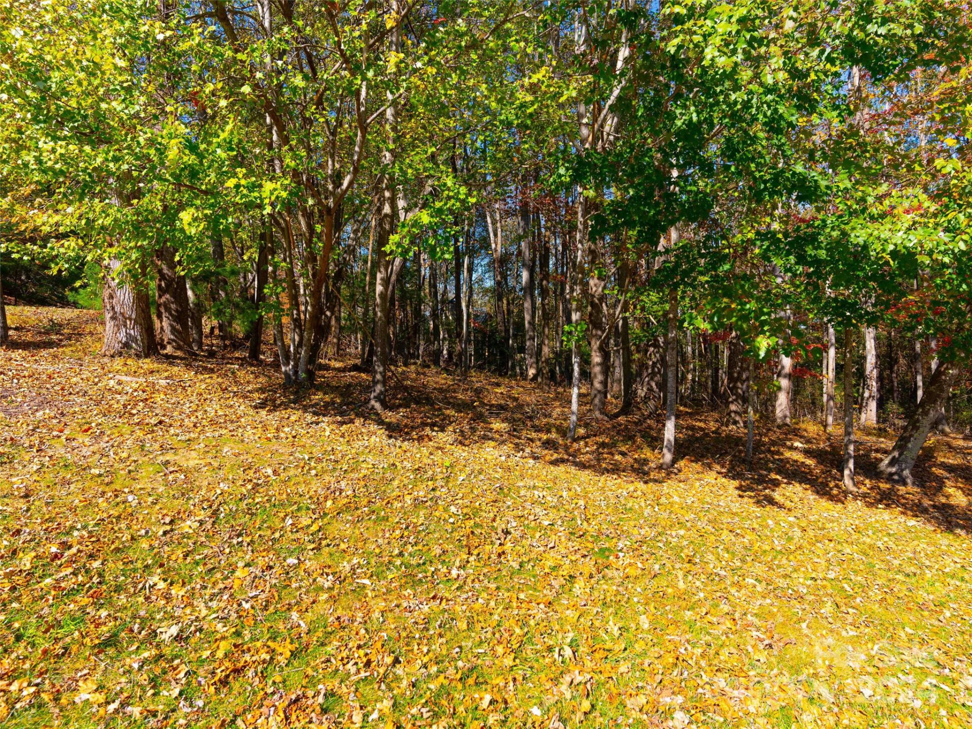 308 Piney Knoll Lane #189 - Photo 4