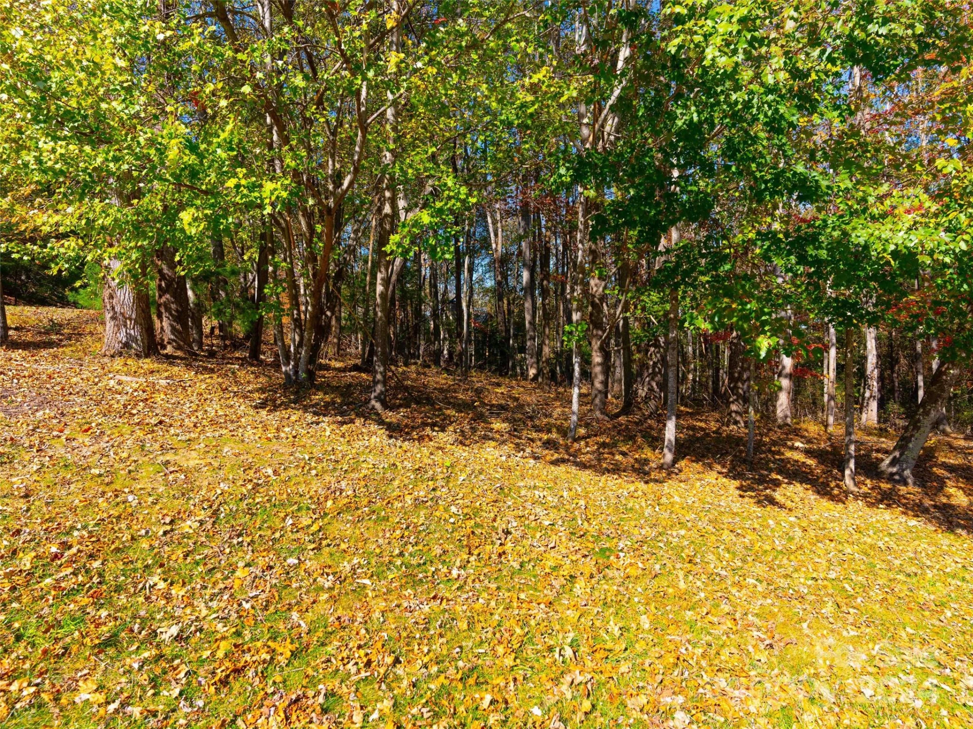 308 Piney Knoll Lane #189 - Photo 4