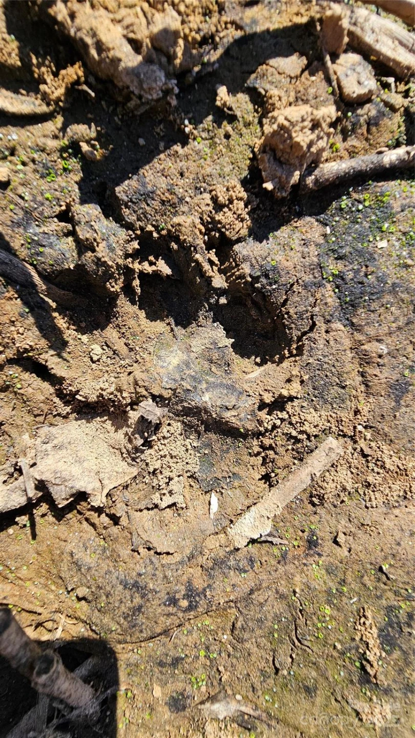 10130 Reed Mine Road - Photo 20