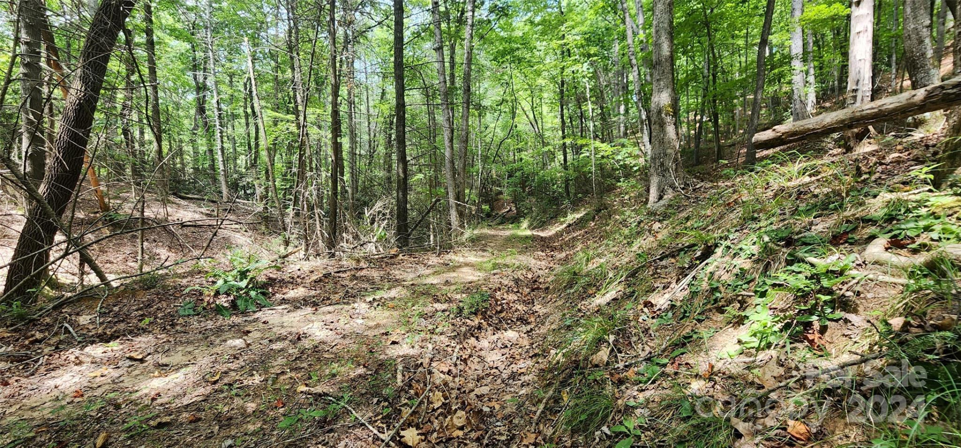 46.6 Acres Regan Jackson Road - Photo 15