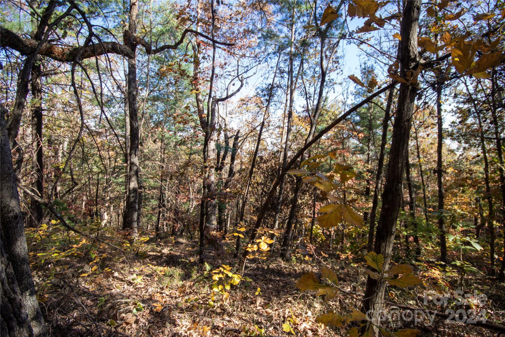 22 Hackberry Road #22 - Photo 12