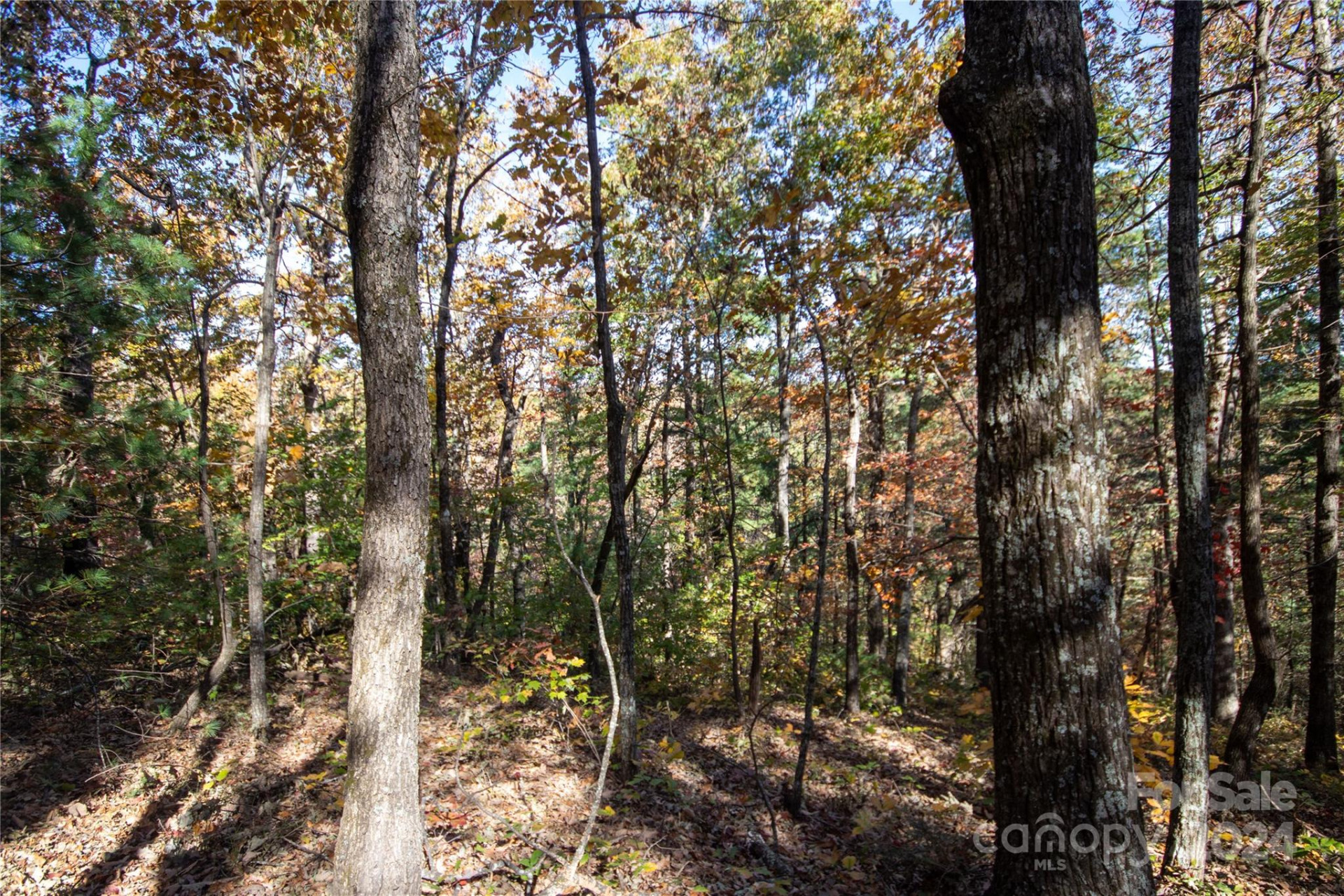 22 Hackberry Road #22 - Photo 18