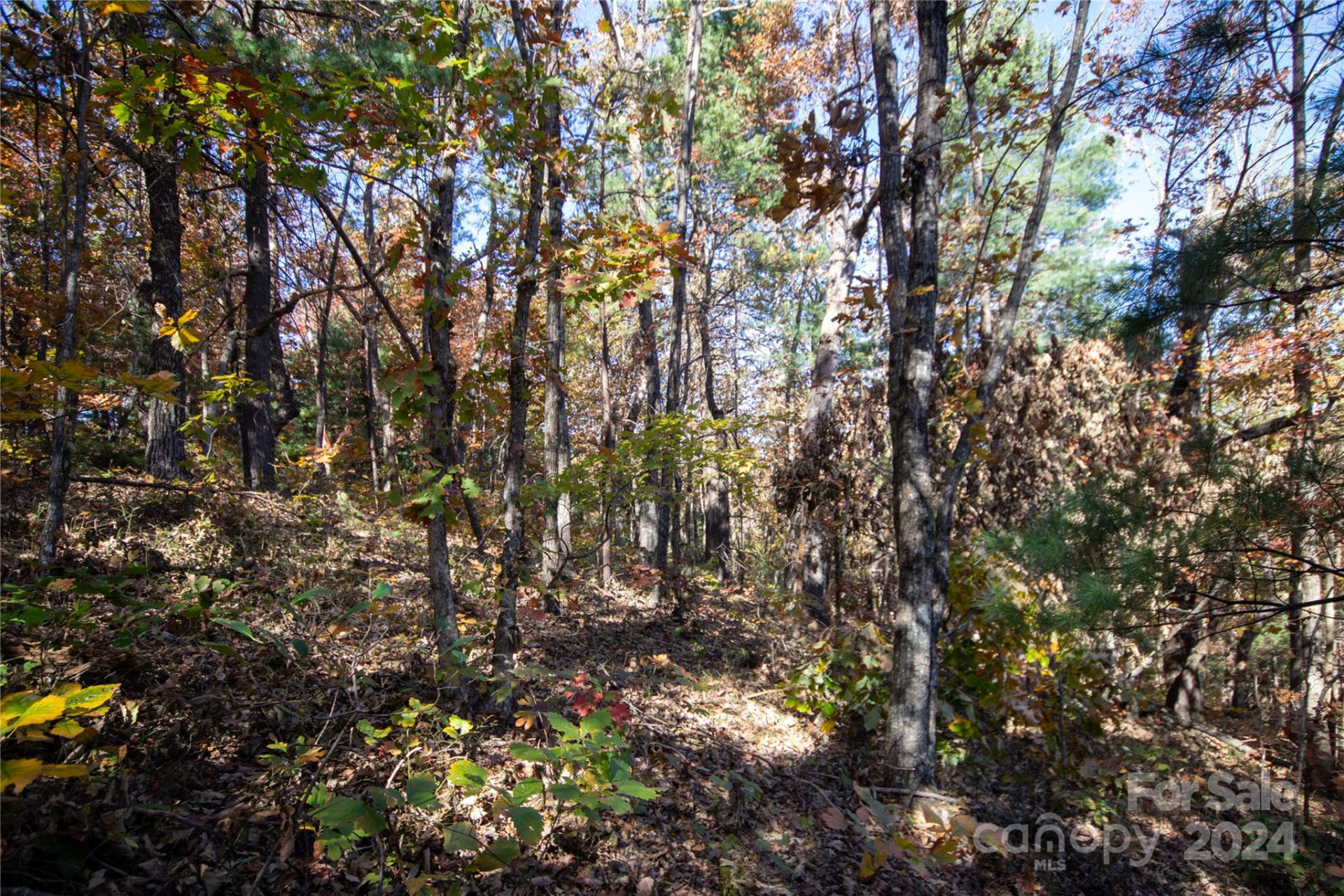 22 Hackberry Road #22 - Photo 31