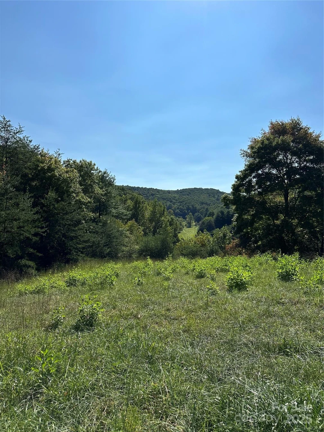 2909 Pine Mountain Drive - Photo 12