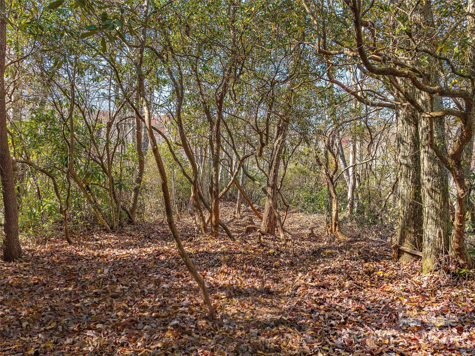 TBD Cold Mountain Road #Hilltop Camp - Photo 3