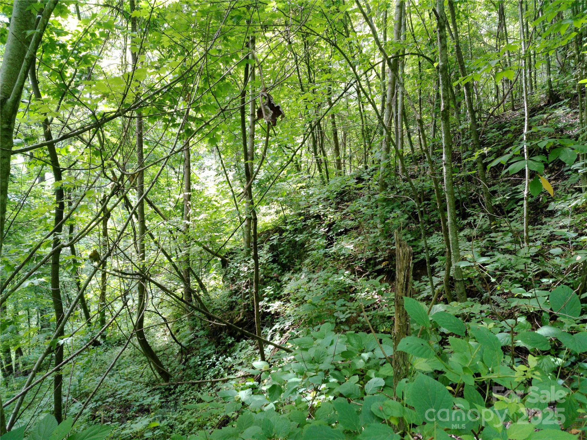 00 Yonah Trail #7 - Photo 11