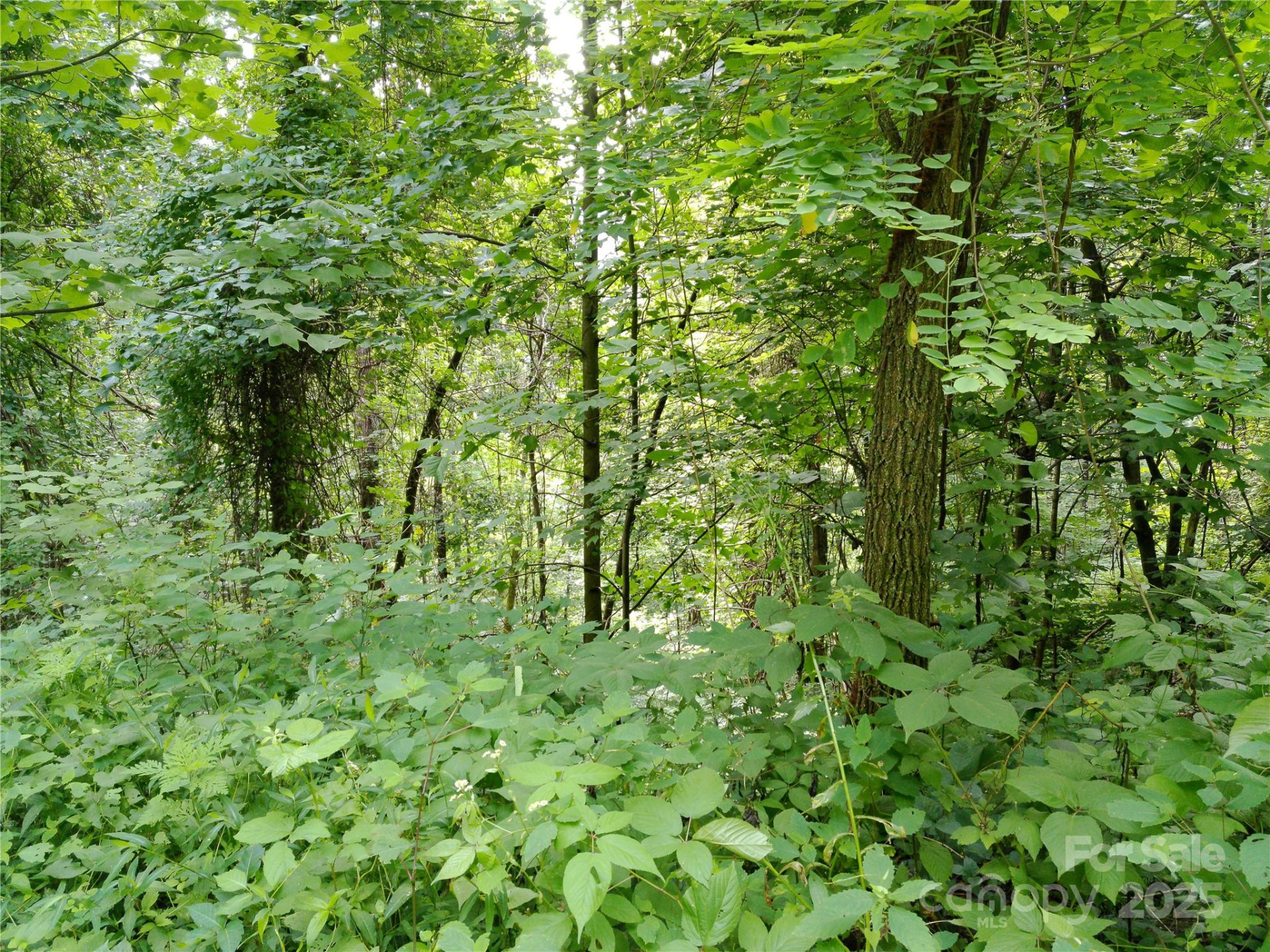 00 Yonah Trail #7 - Photo 3