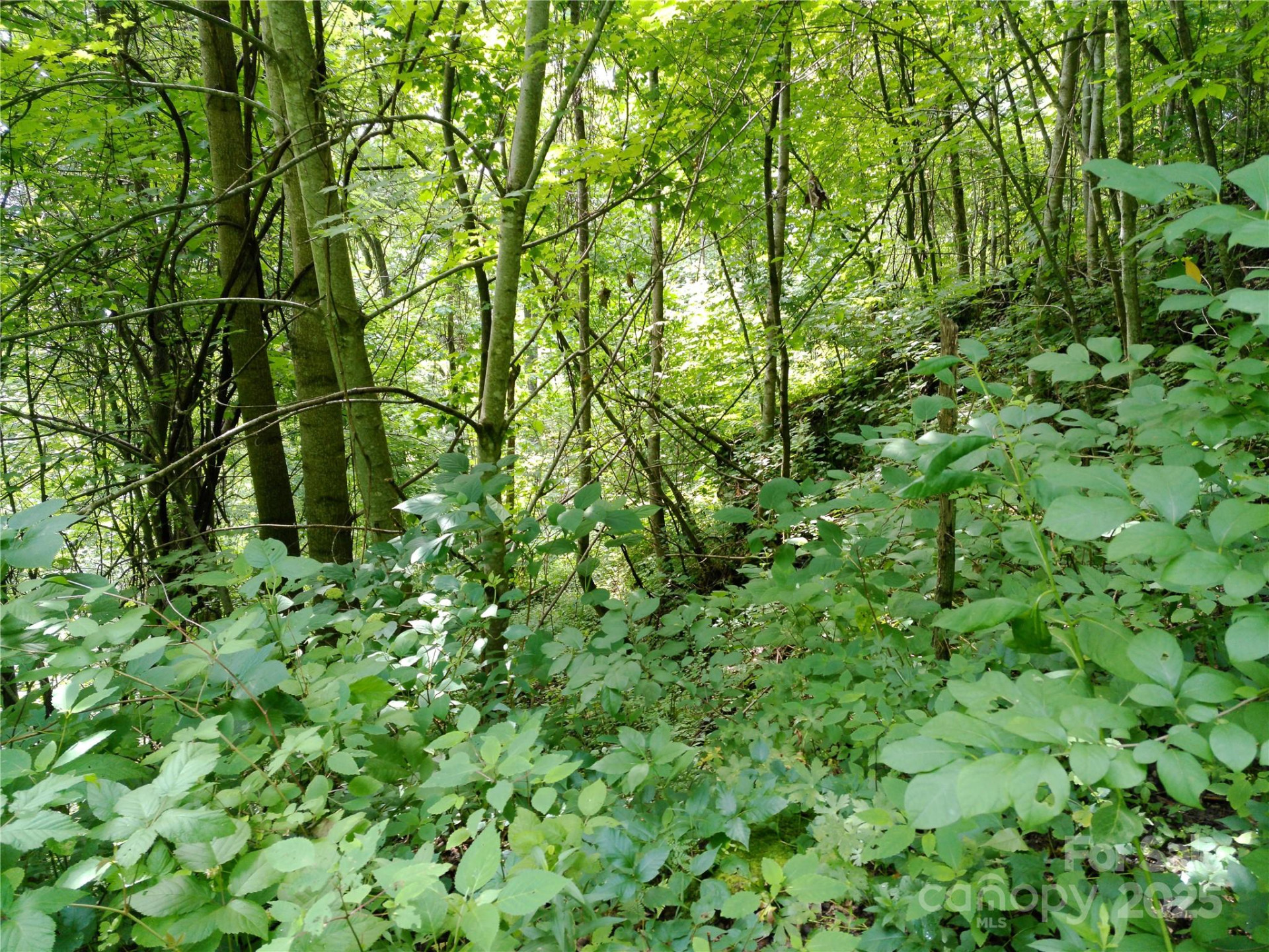 00 Yonah Trail #7 - Photo 4