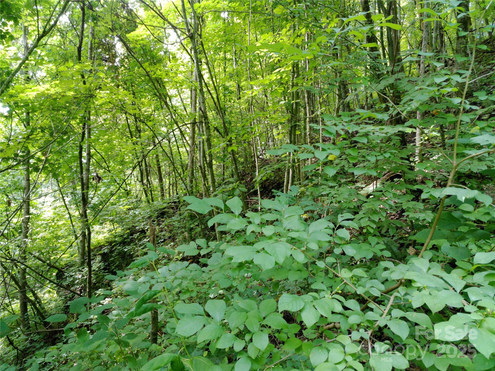 00 Yonah Trail #7 - Photo 5