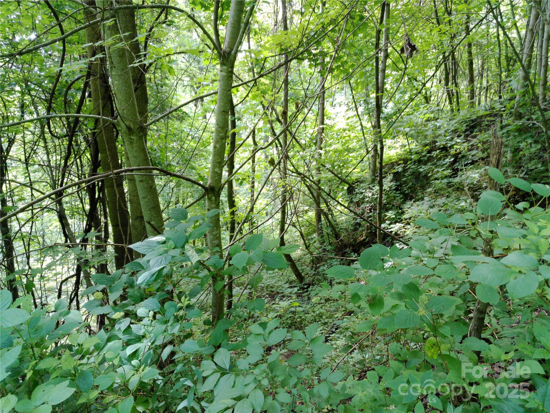 00 Yonah Trail #7 - Photo 6