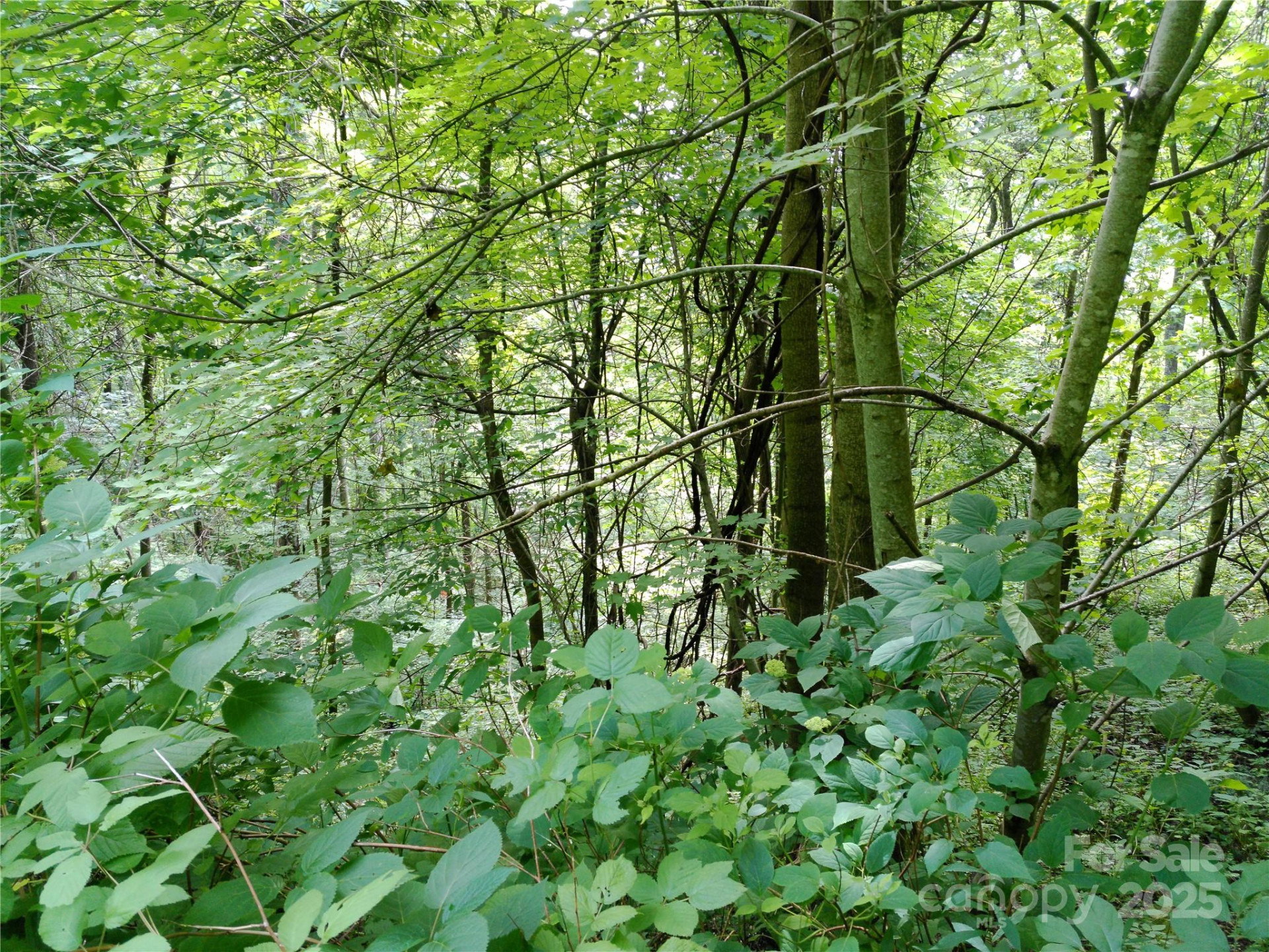 00 Yonah Trail #7 - Photo 7